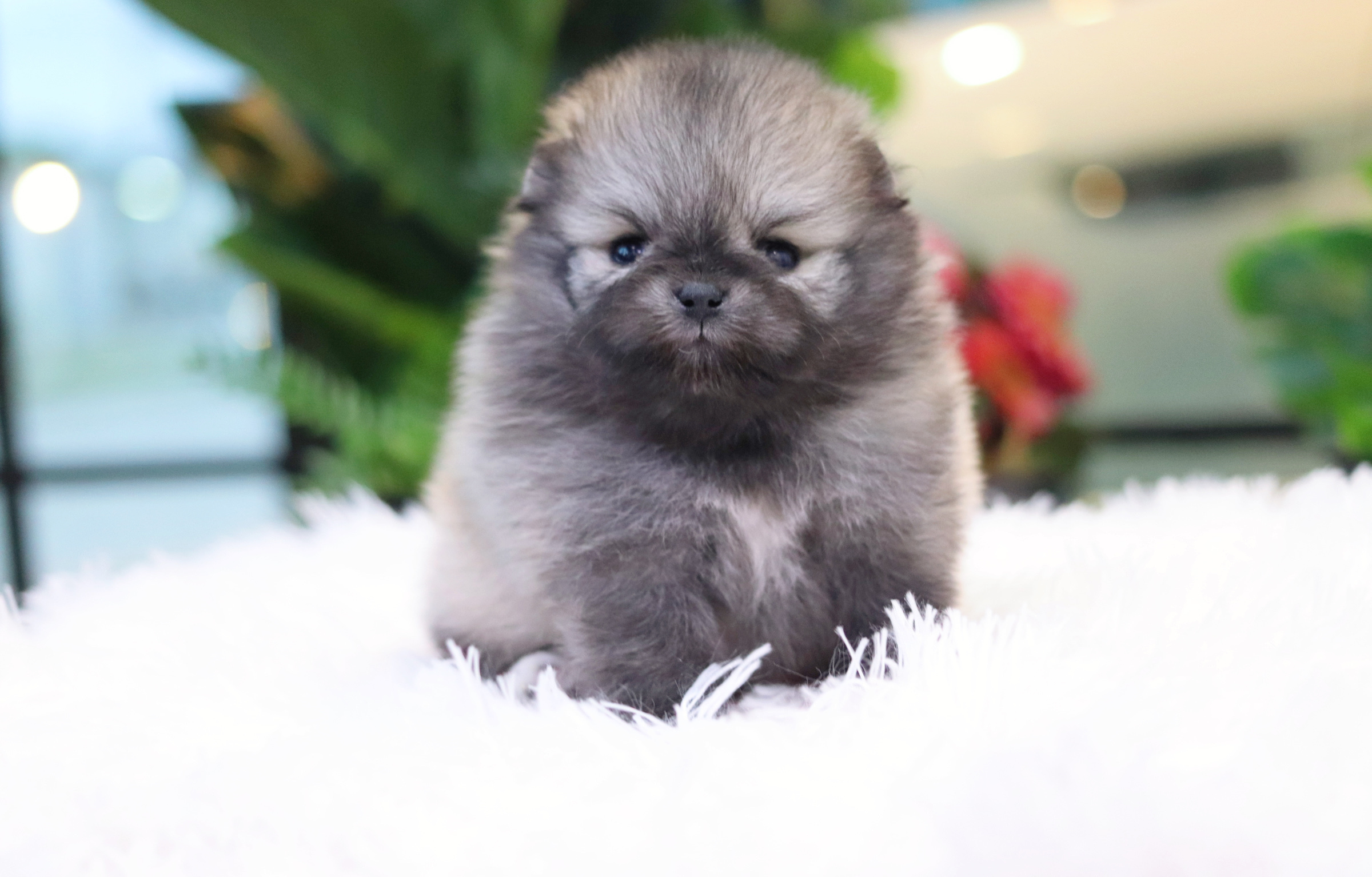 ปอมเมอเรเนียน เพศผู้ ทีคัพสีส้ม