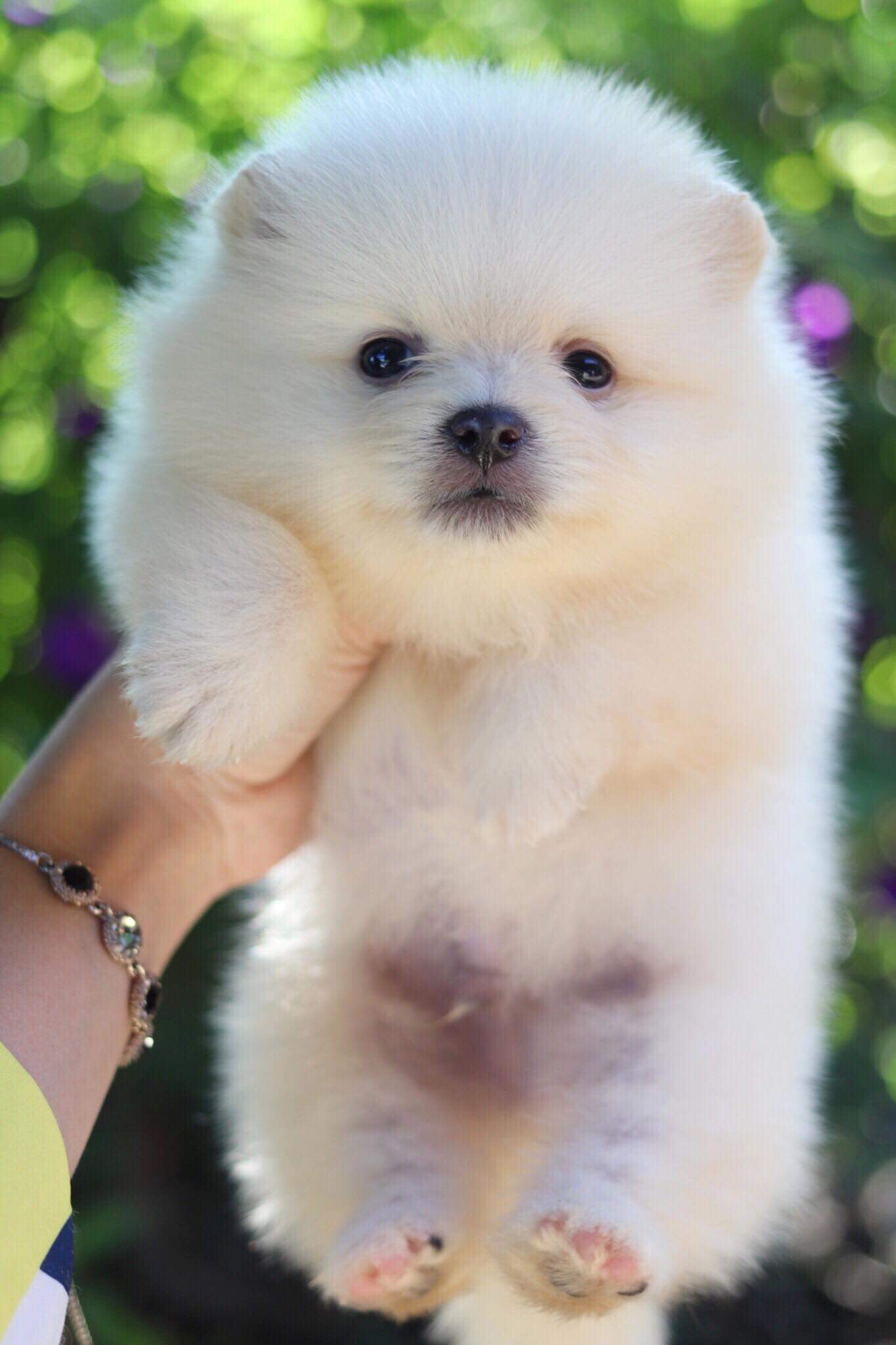 ปอมเมอเรเนียน เพศผู้