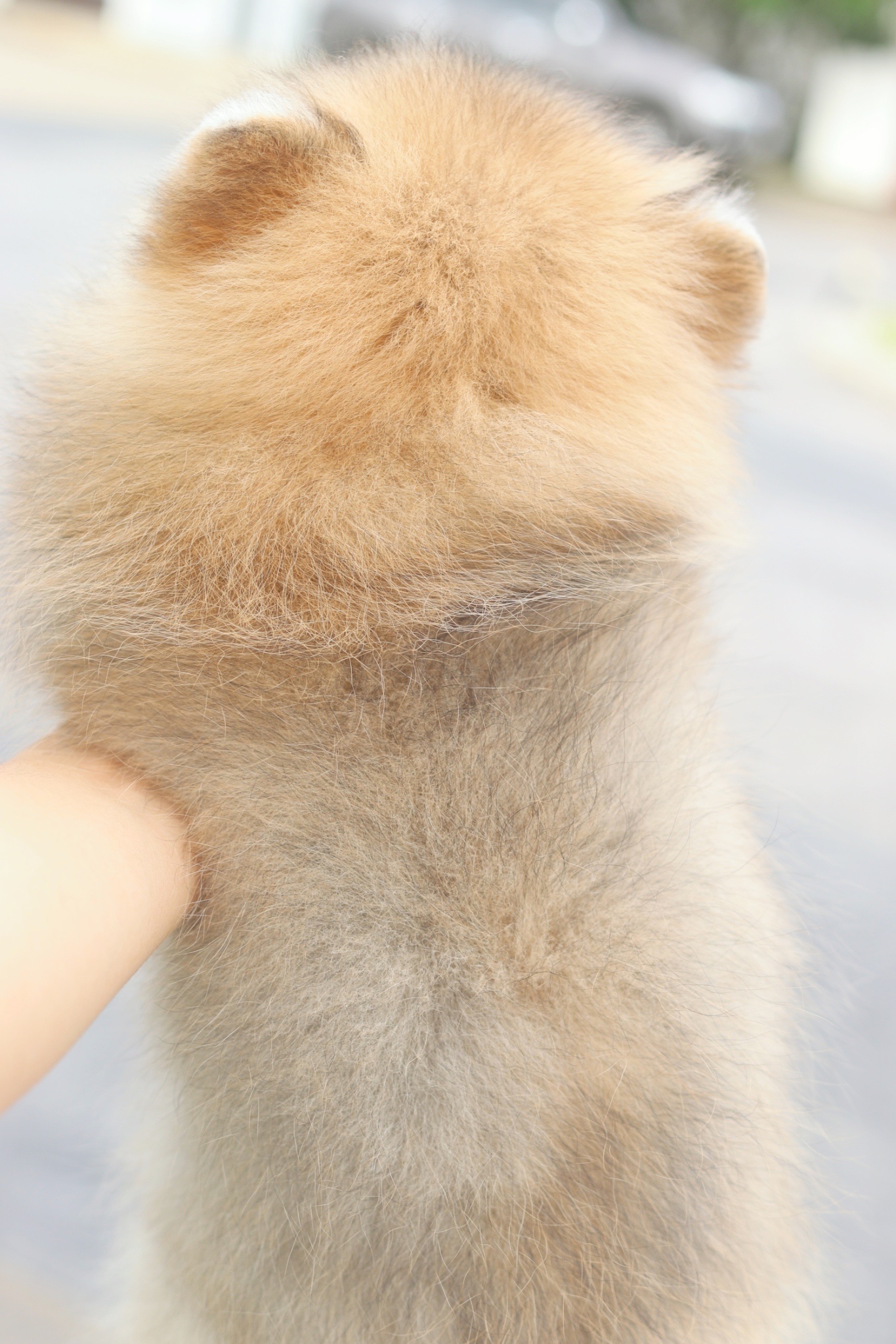 ปอมเมอเรเนียน เพศเมียสีส้ม