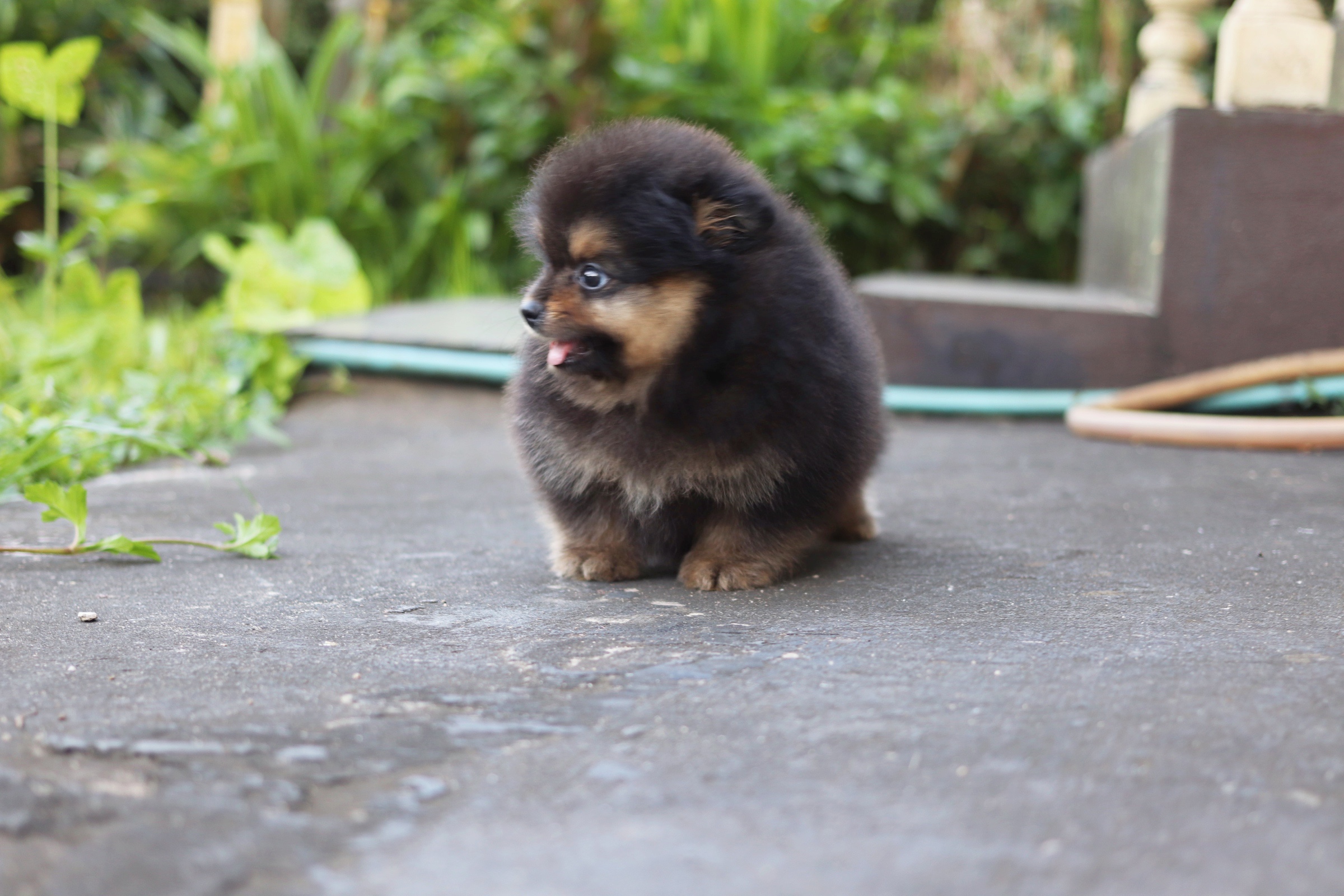 ปอมเมอเรเนียน เพศผู้ แบล็คแทน หน้าฟ็อก