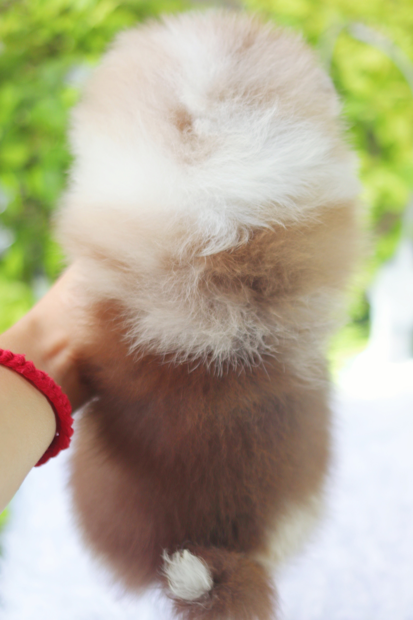 ปอมเมอเรเนียน เพศเมีย สีช็อคเมอร์เร่ เกรดโชว์