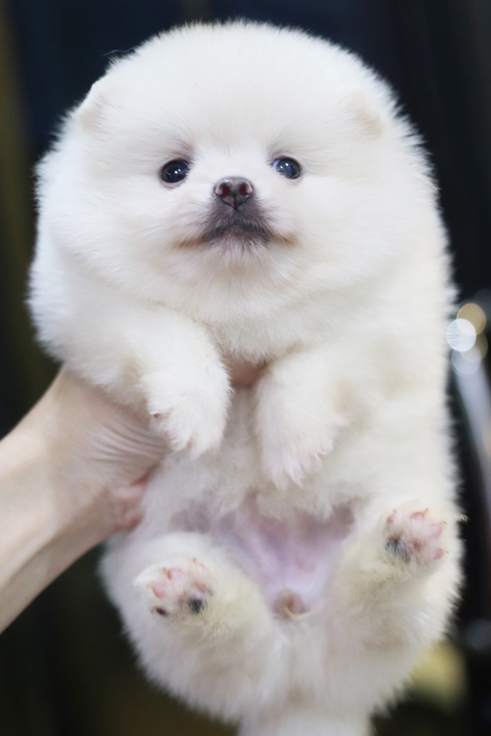 ปอมเมอเรเนียน เพศเมียสีขาวครีม