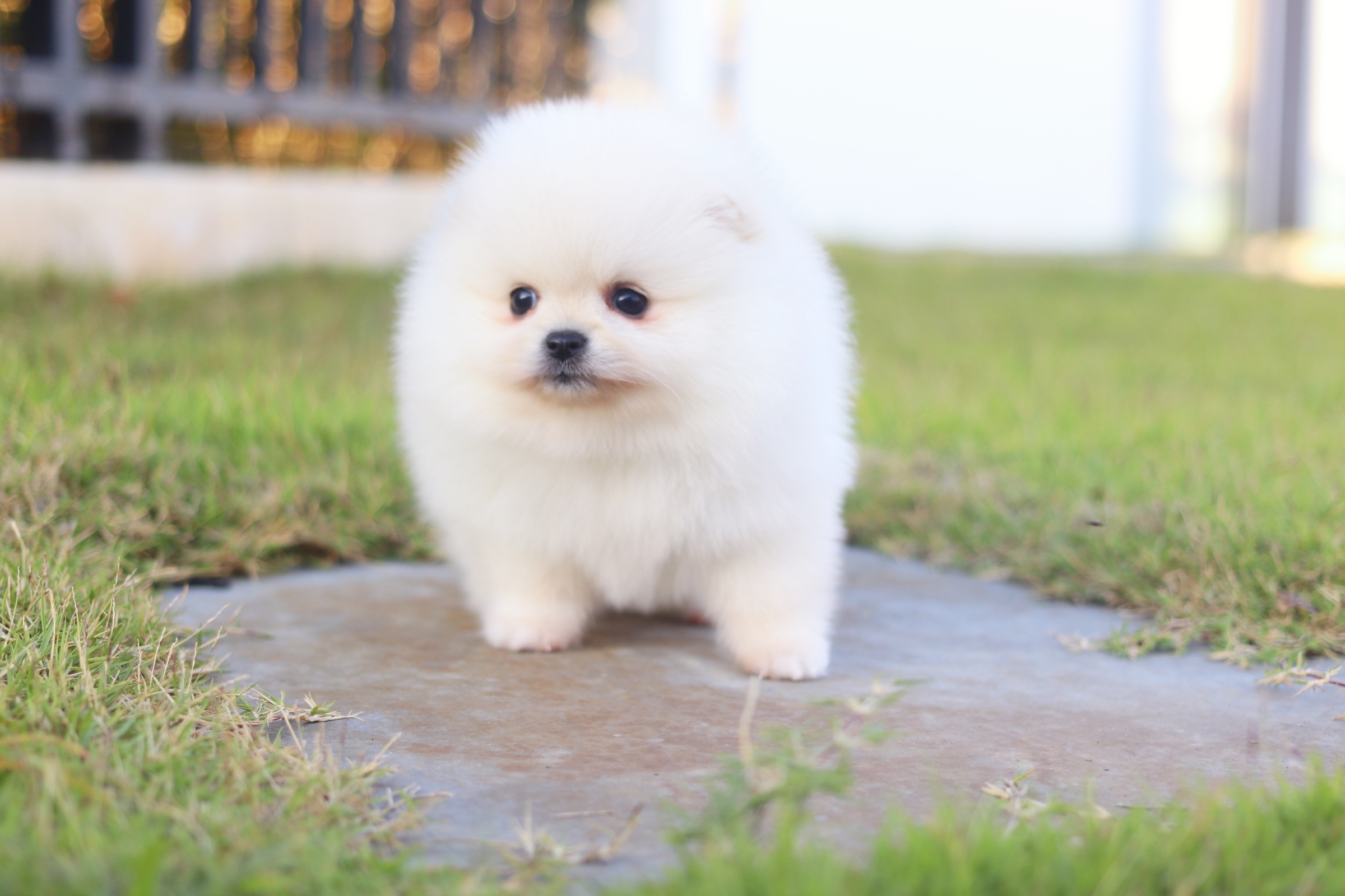 ปอมเมอเรเนียน เพศเมียสีขาวครีมเกรดโชว์