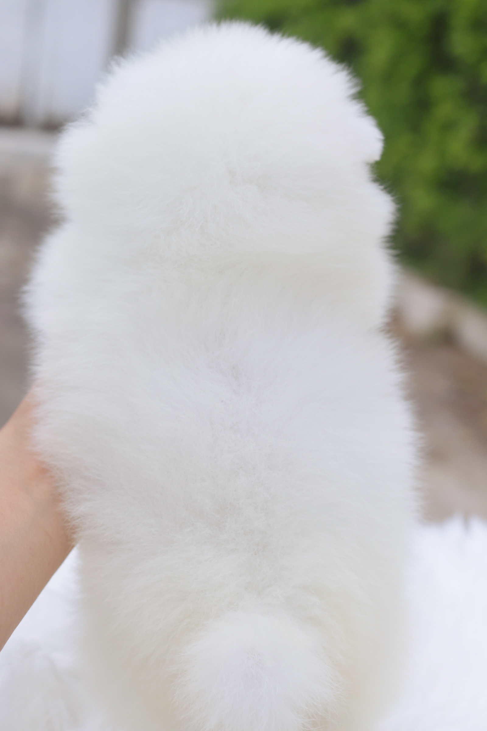 ปอมเมอเรเนียน เพศเมียสีขาว