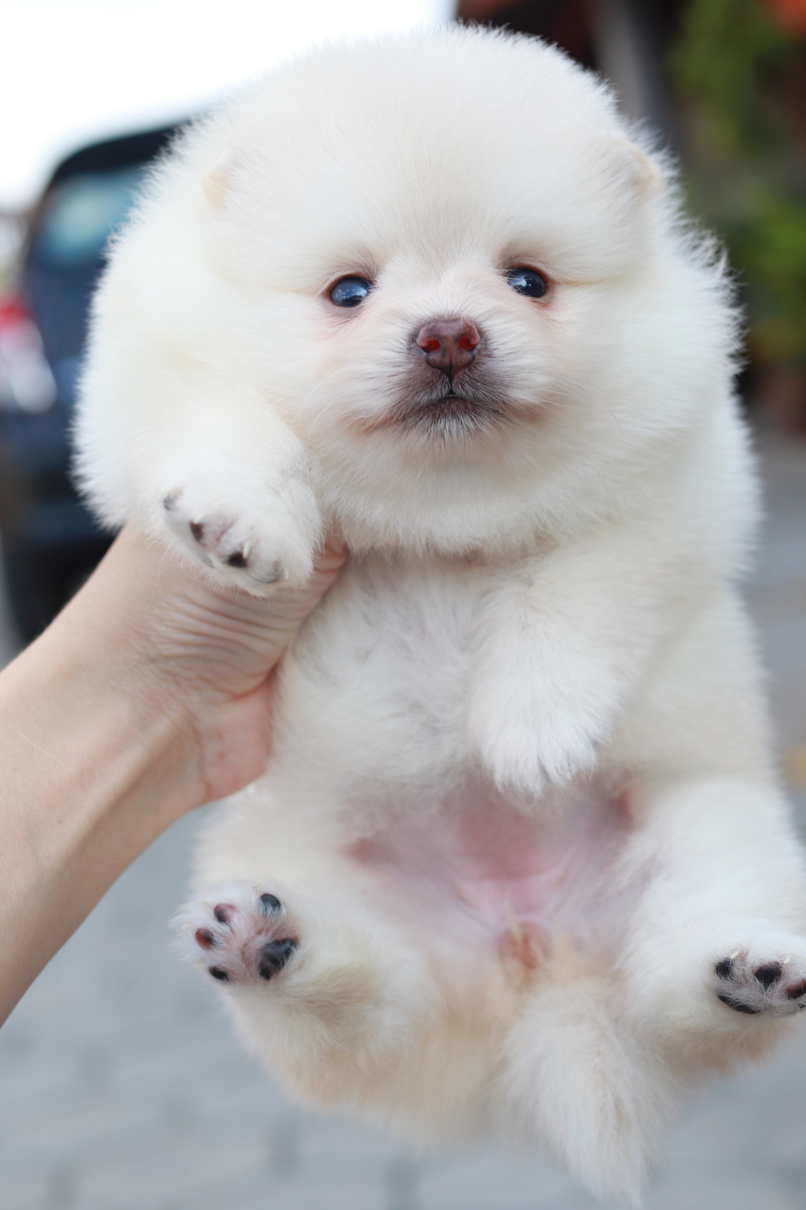 ปอมเมอเรเนียน เพศเมีย