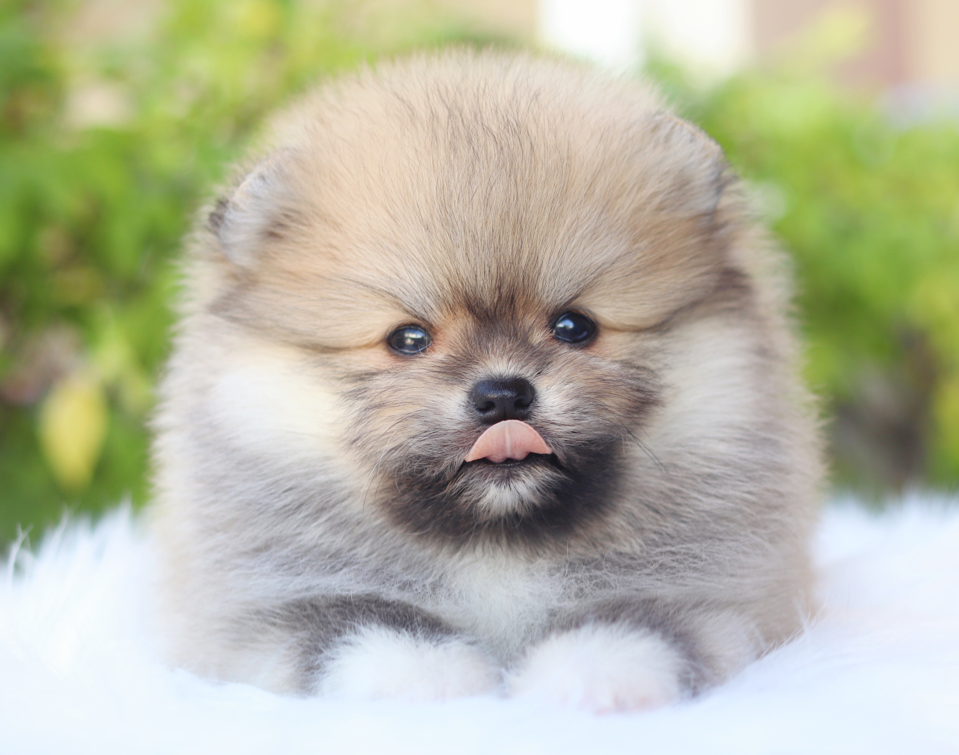 ปอมเมอเรเนียน เพศผู้สีส้ม