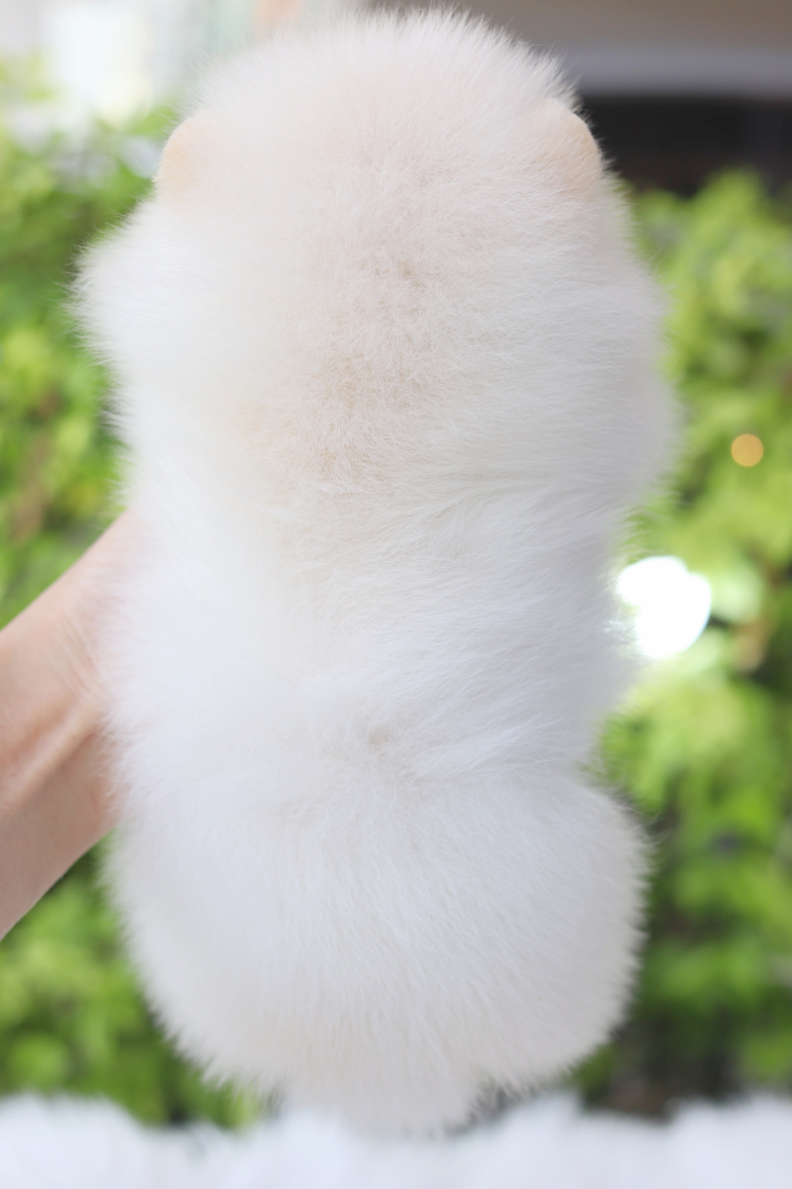 ปอมเมอเรเนียน เพศผู้สีขาวครีม เกรดโชว์