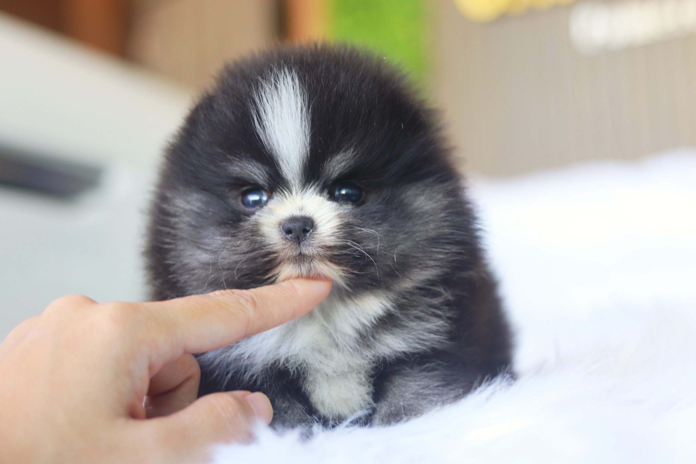 ปอมเมอเรเนียน เพศเมียสีแฟนซี