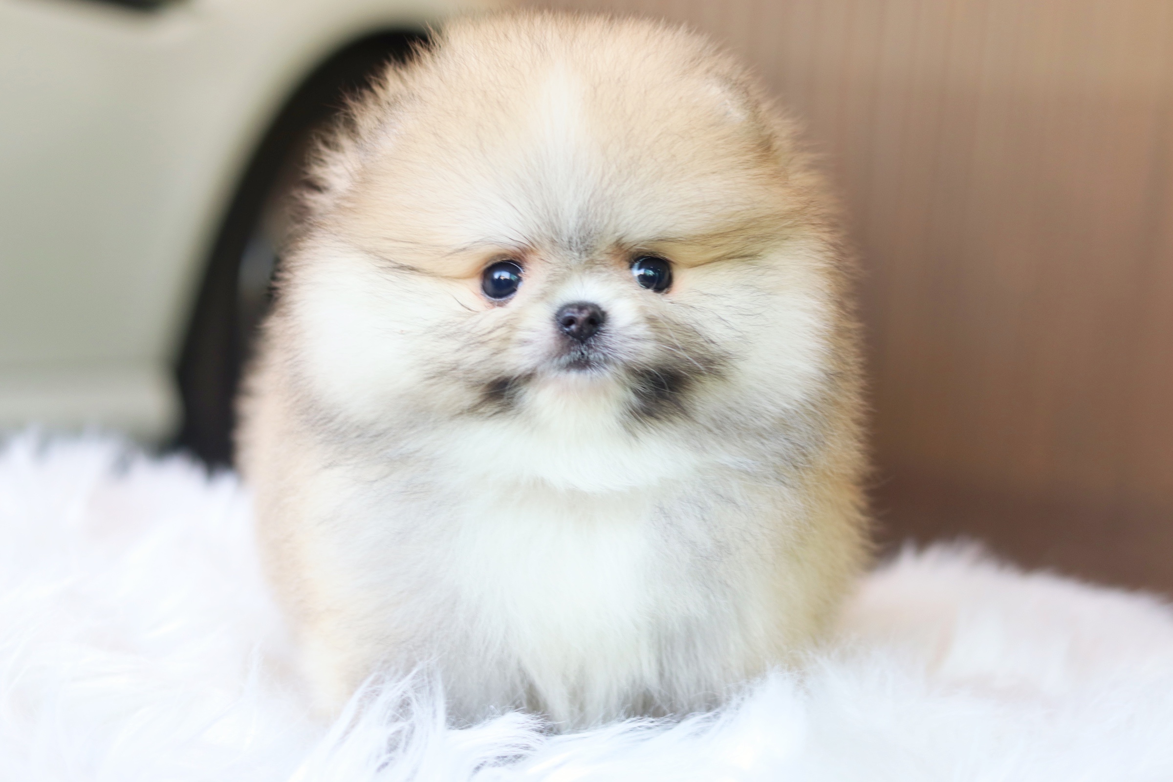 ปอมเมอเรเนียน เพศเมียสีส้ม เกรดโชว์