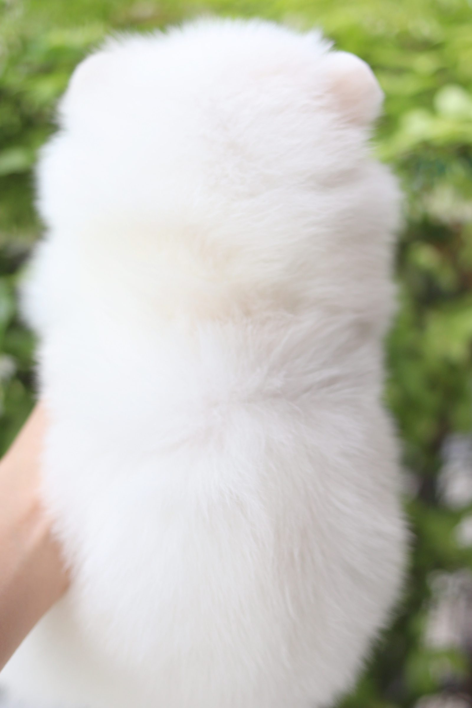 ปอมเมอเรเนียน เพศเมียสีขาวครีม