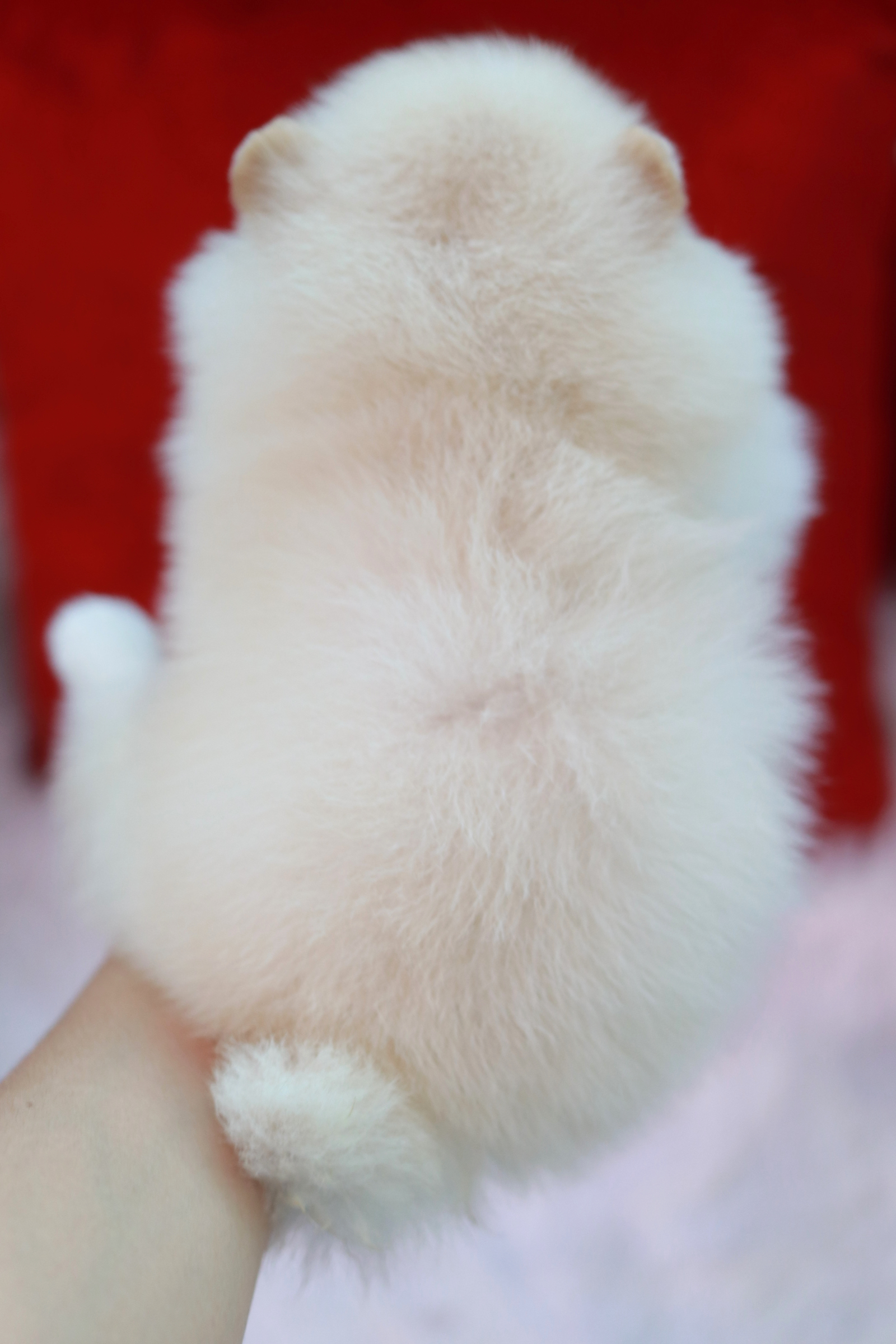 ปอมเมอเรเนียน เพศผู้ขาวครีม