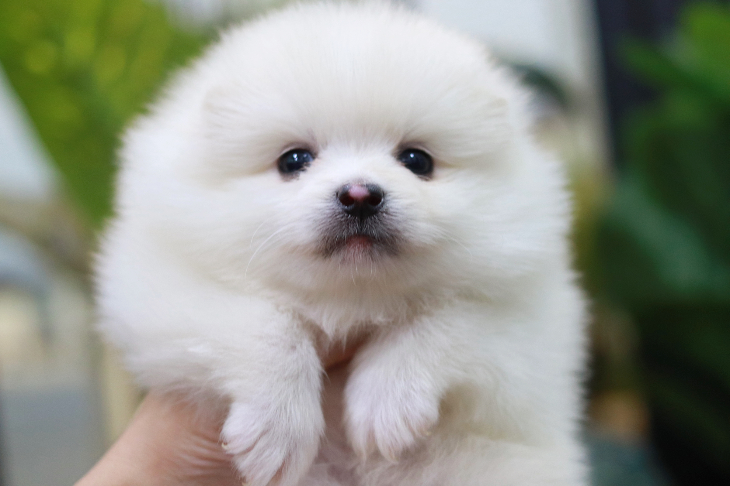 ปอมเมอเรเนียน เพศผู้ หน้าฟ็อก