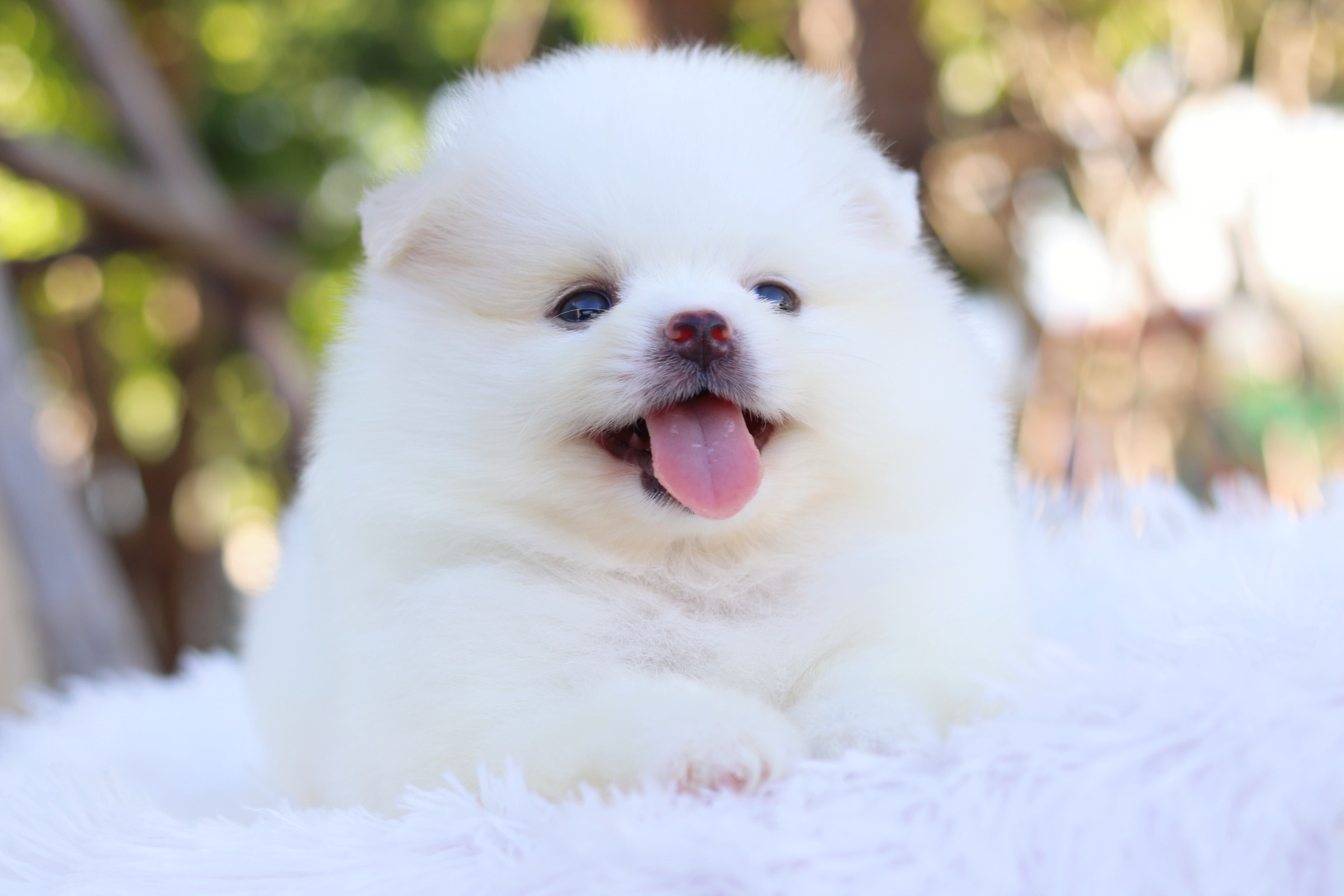 ปอมเมอเรเนียน เพศผู้ ขาวครีม