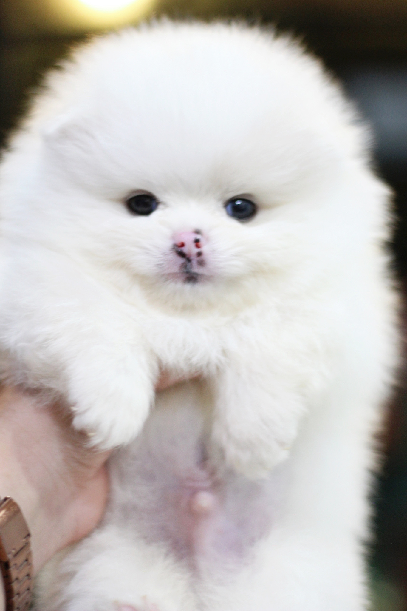 ปอมเมอเรเนียน เพศผู้ สีขาวครีม