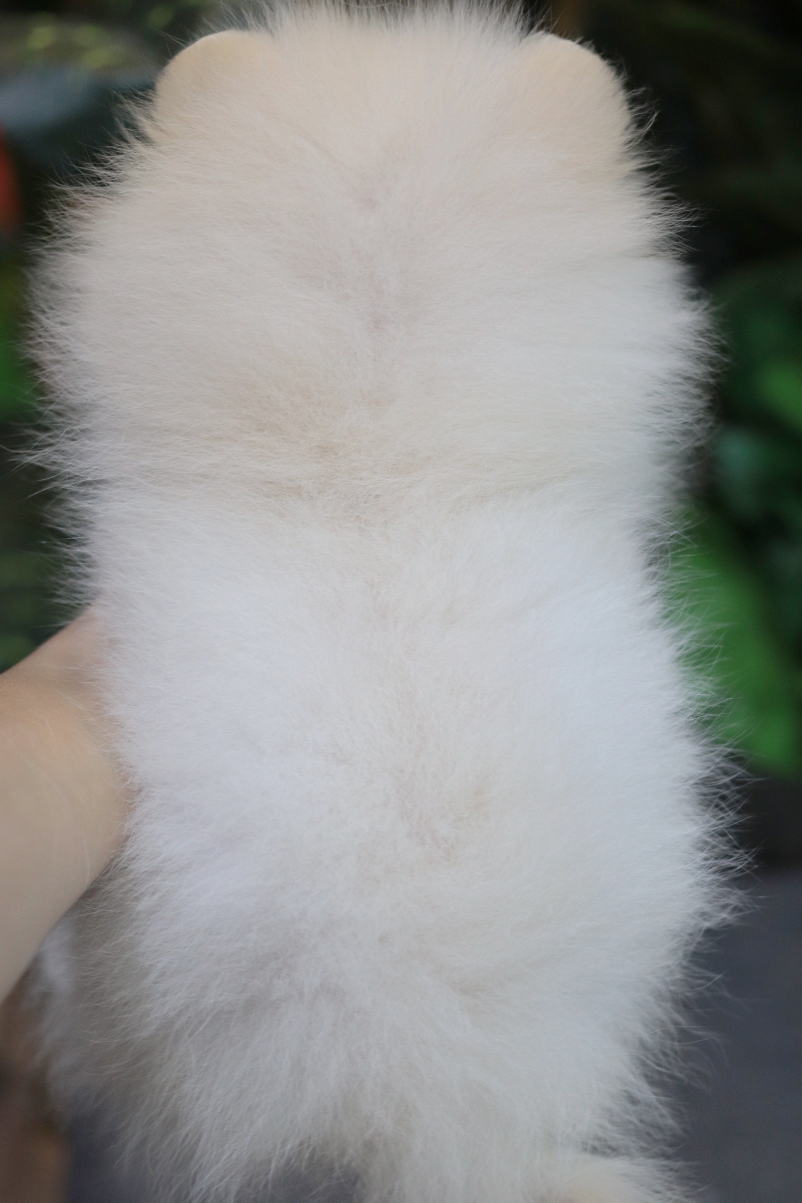 ปอมเมอเรเนียน เพศเมีย สีขาวครีม