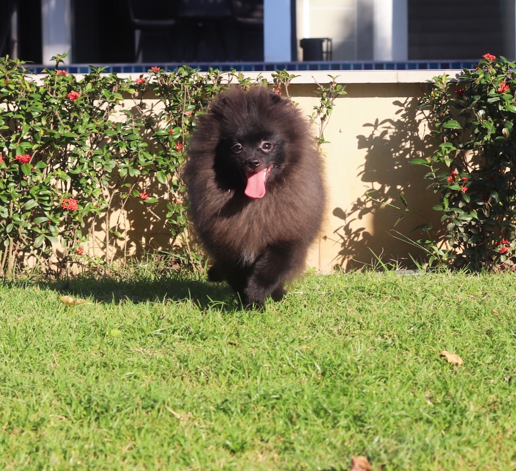 ปอมเมอเรเนียน เพศผู้ สีดำ สามเดือนขนแน่นๆ