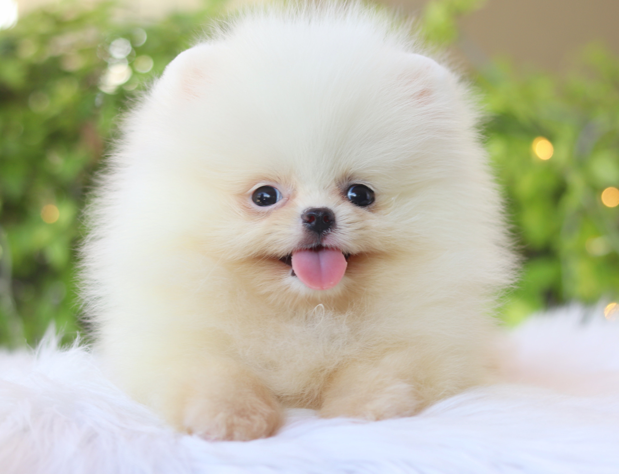ปอมเมอเรเนียน เพศเมียสีขาวครีมเกรดโชว์