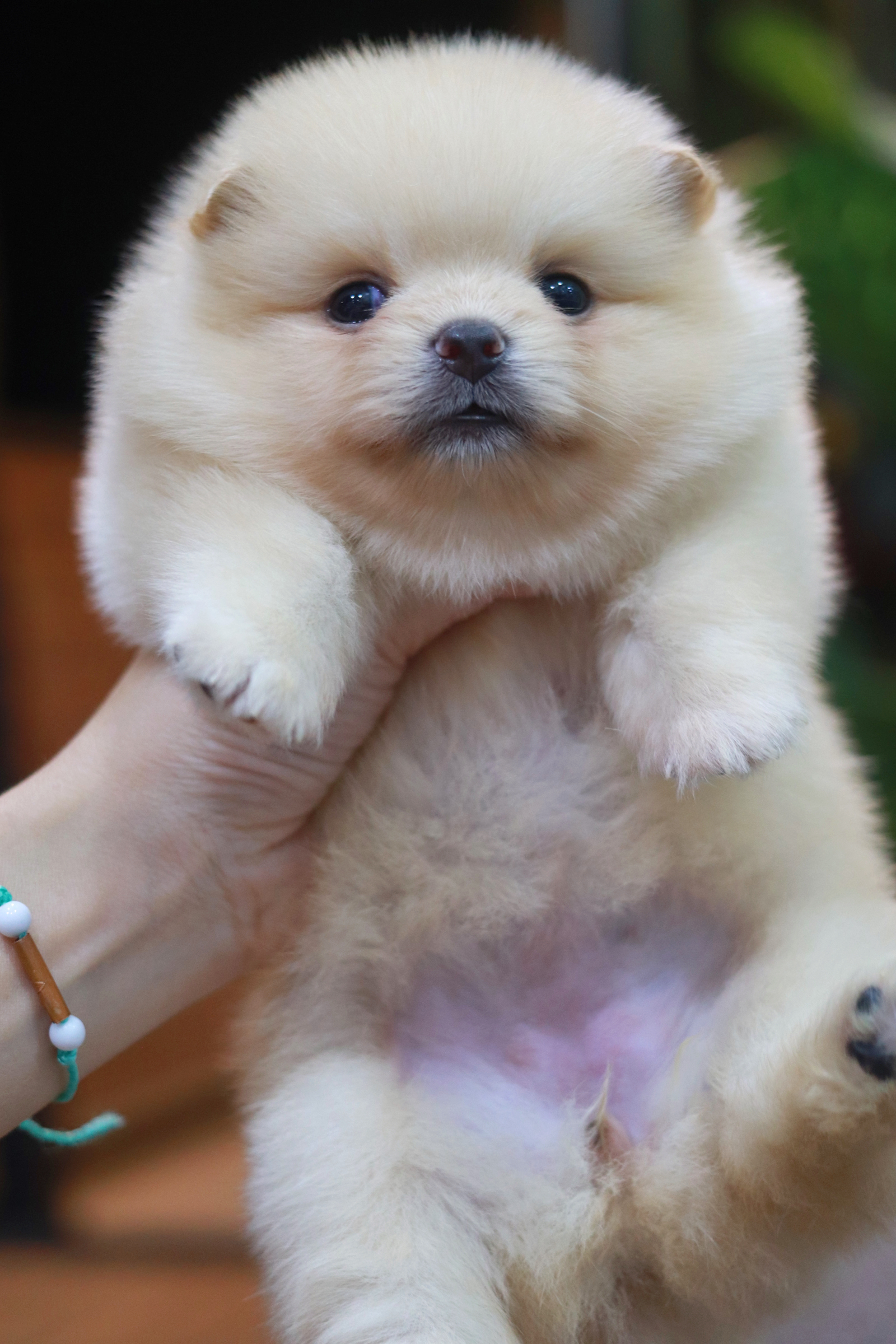 ปอมเมอเรเนียน เพศเมีย