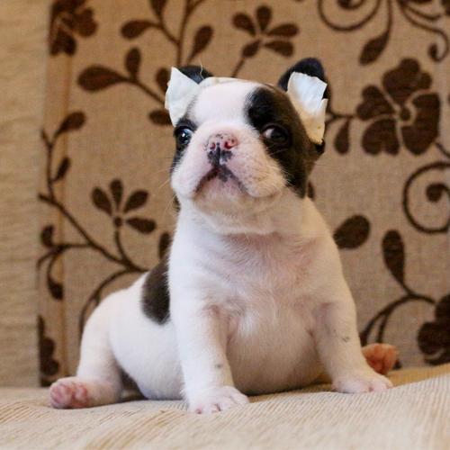 น้องไข่เจียว เฟรนช์บูลด็อก ขาวดำ อ้วนๆน่ารัก