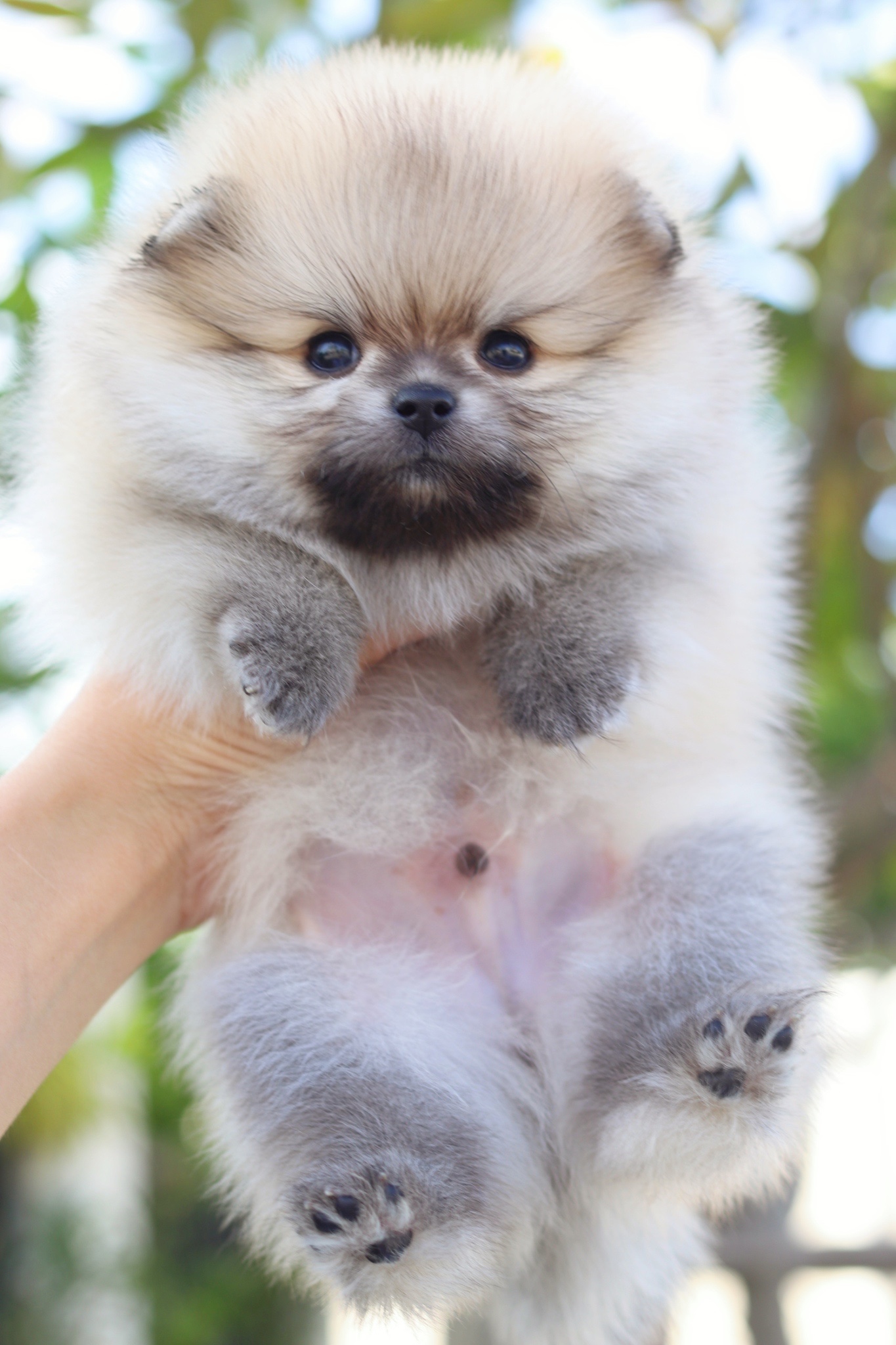 ปอมเมอเรเนียน เพศผู้สีส้ม