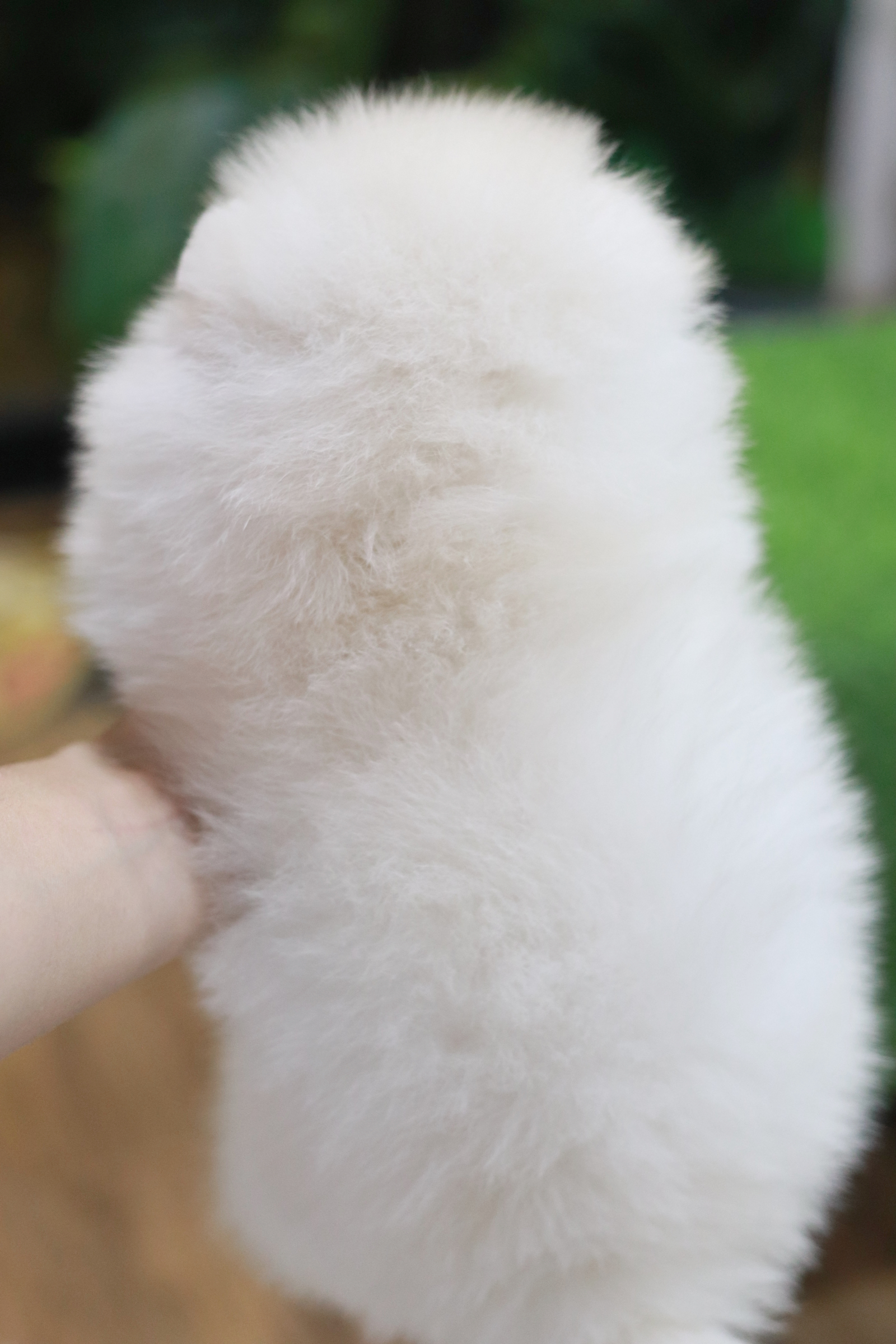 ปอมเมอเรเนียน เพศเมีย สีขาวครีม ขนแน่นขาใหญ่