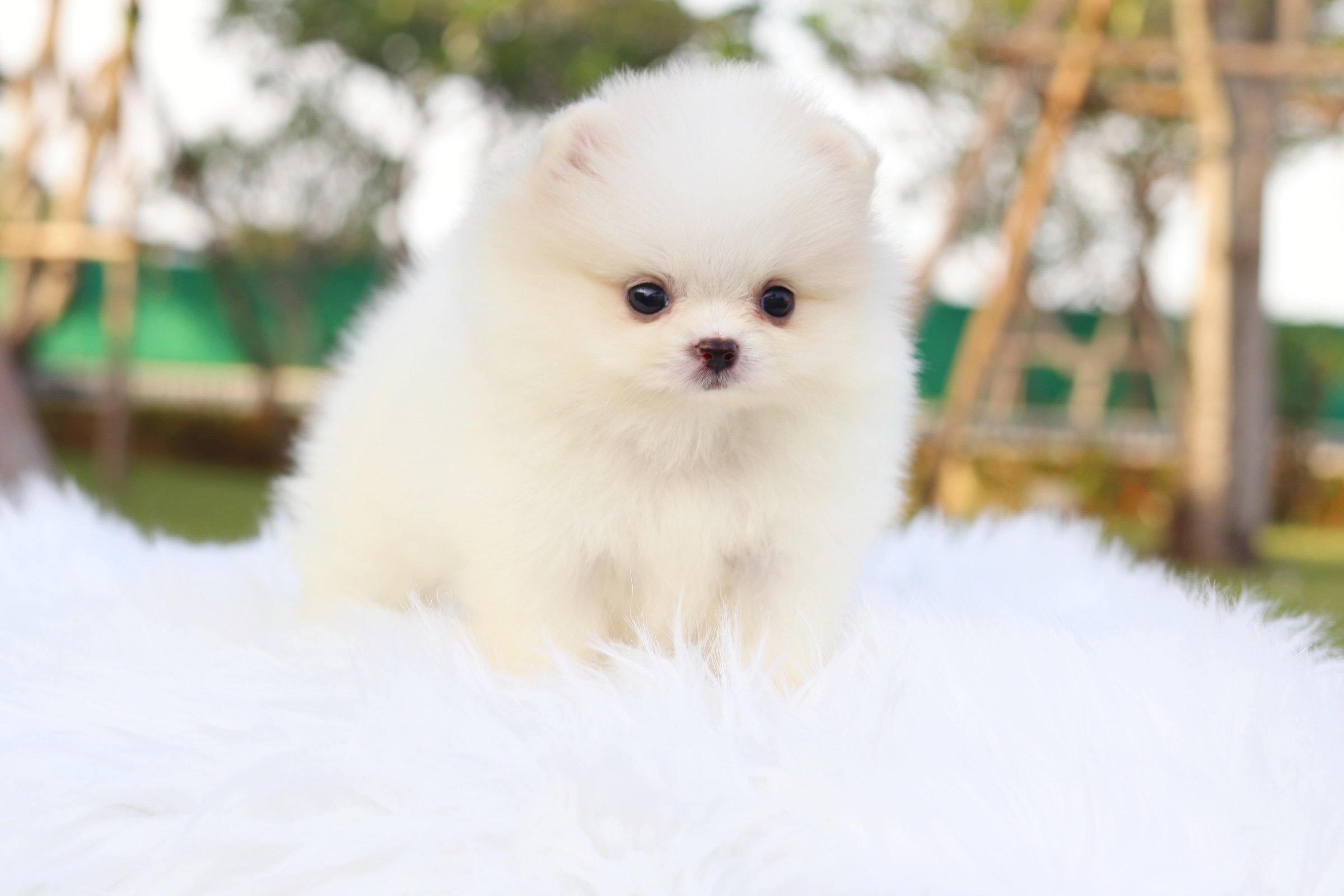 ปอมเมอเรเนียน เพศเมียสีขาวครีม