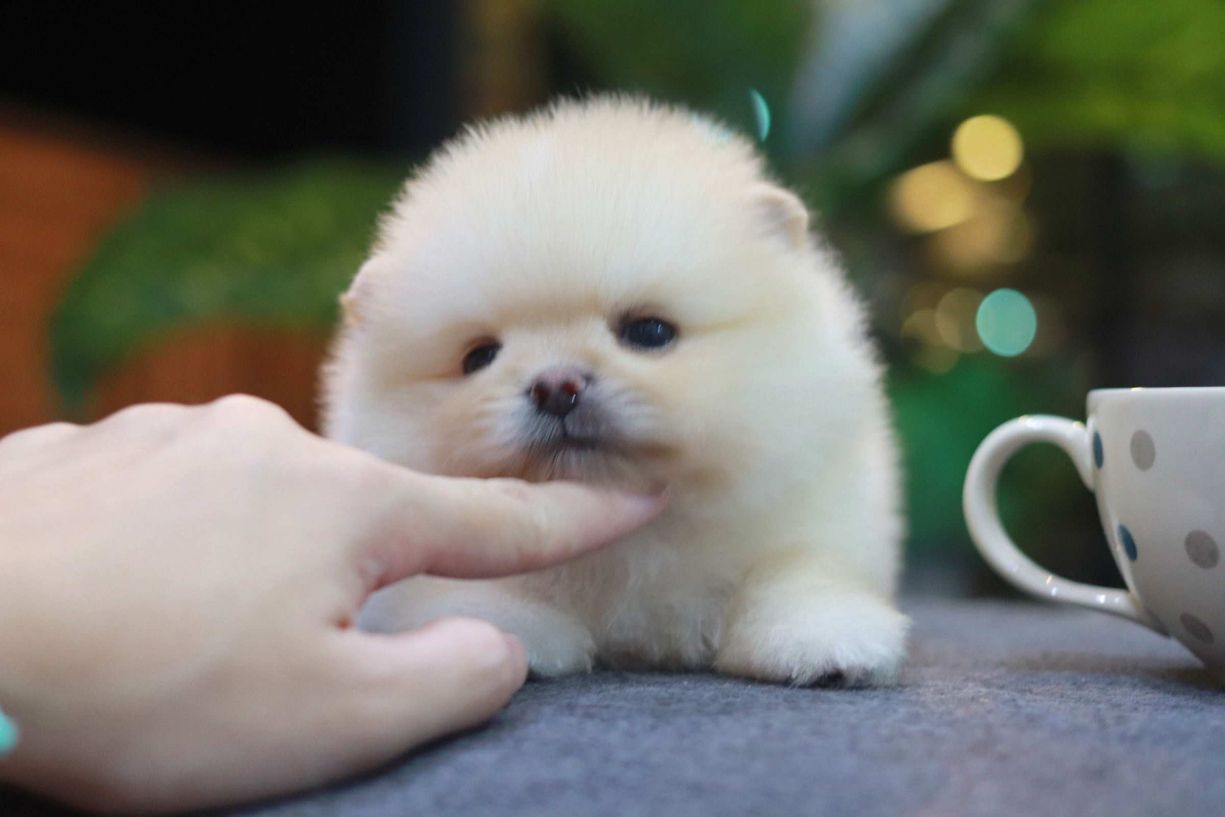 ปอมเมอเรเนียน เพศผู้