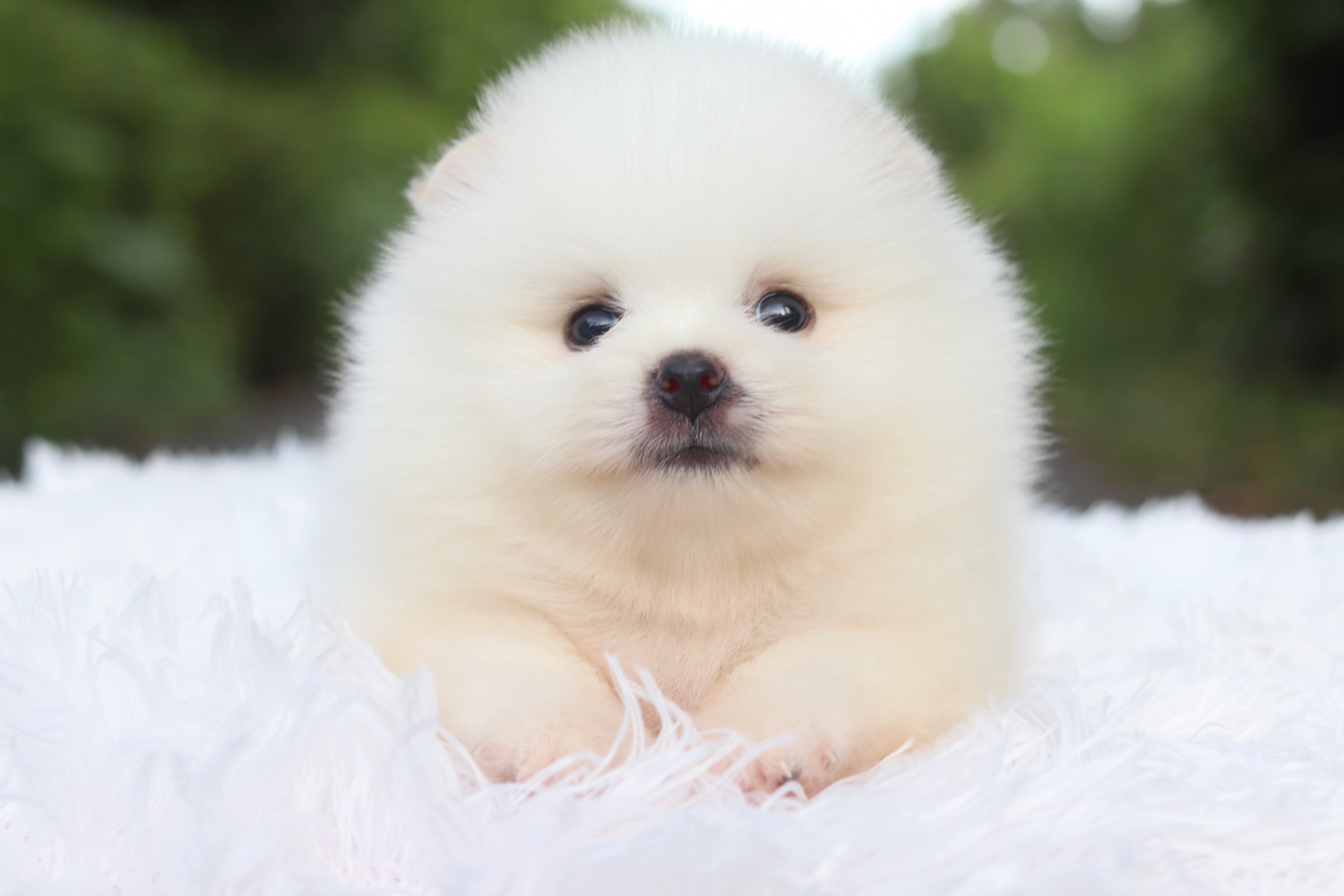 ปอมเมอเรเนียน เพศผู้ สีขาวครีม