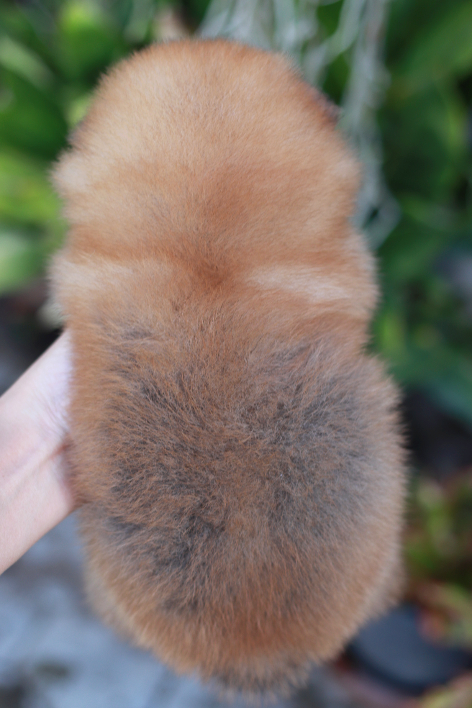 ปอมเมอเรเนียน เพศเมียสีส้ม ขนแน่น