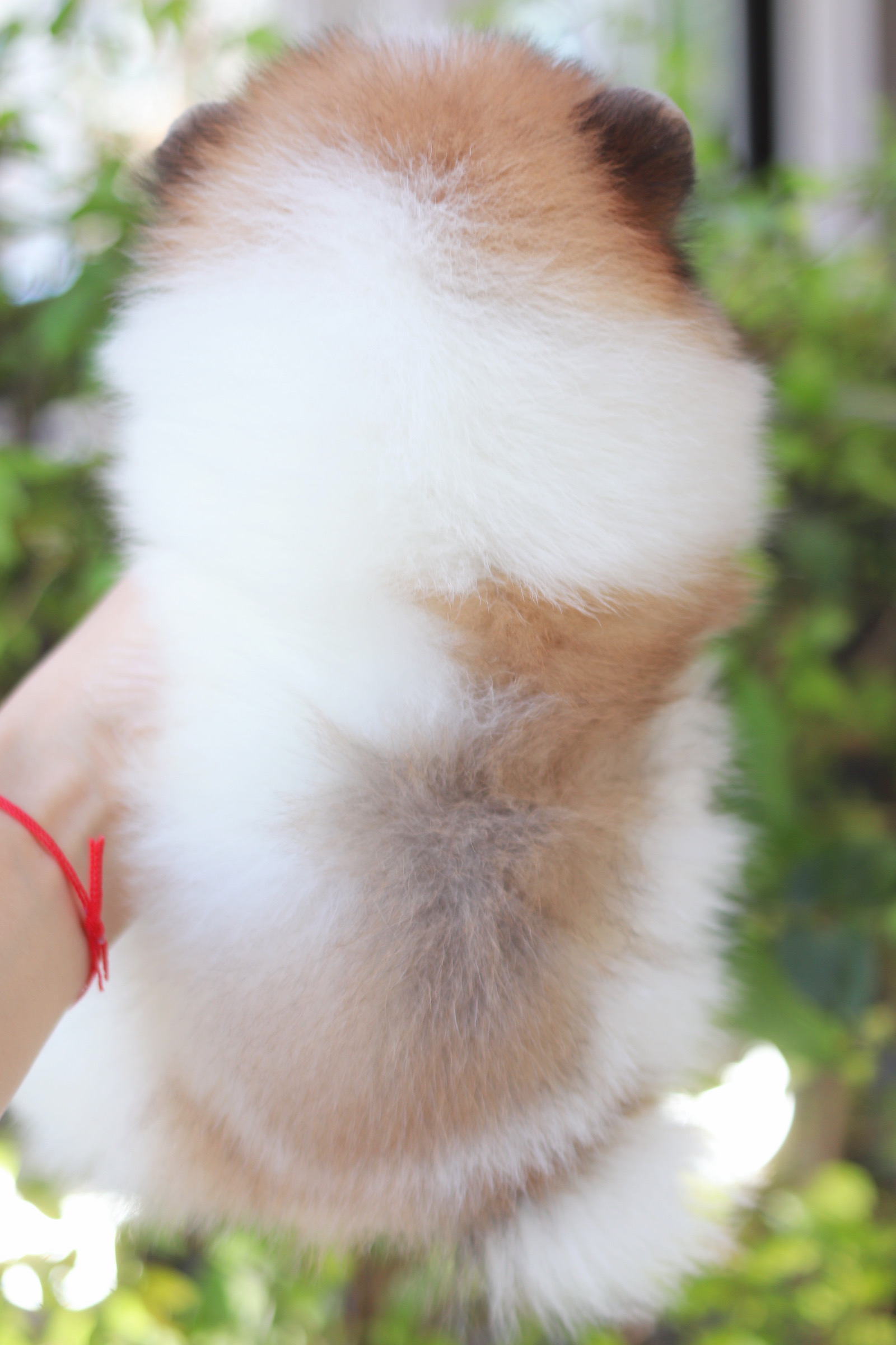 ปอมเมอเรเนียน เพศเมียสีแฟนซี