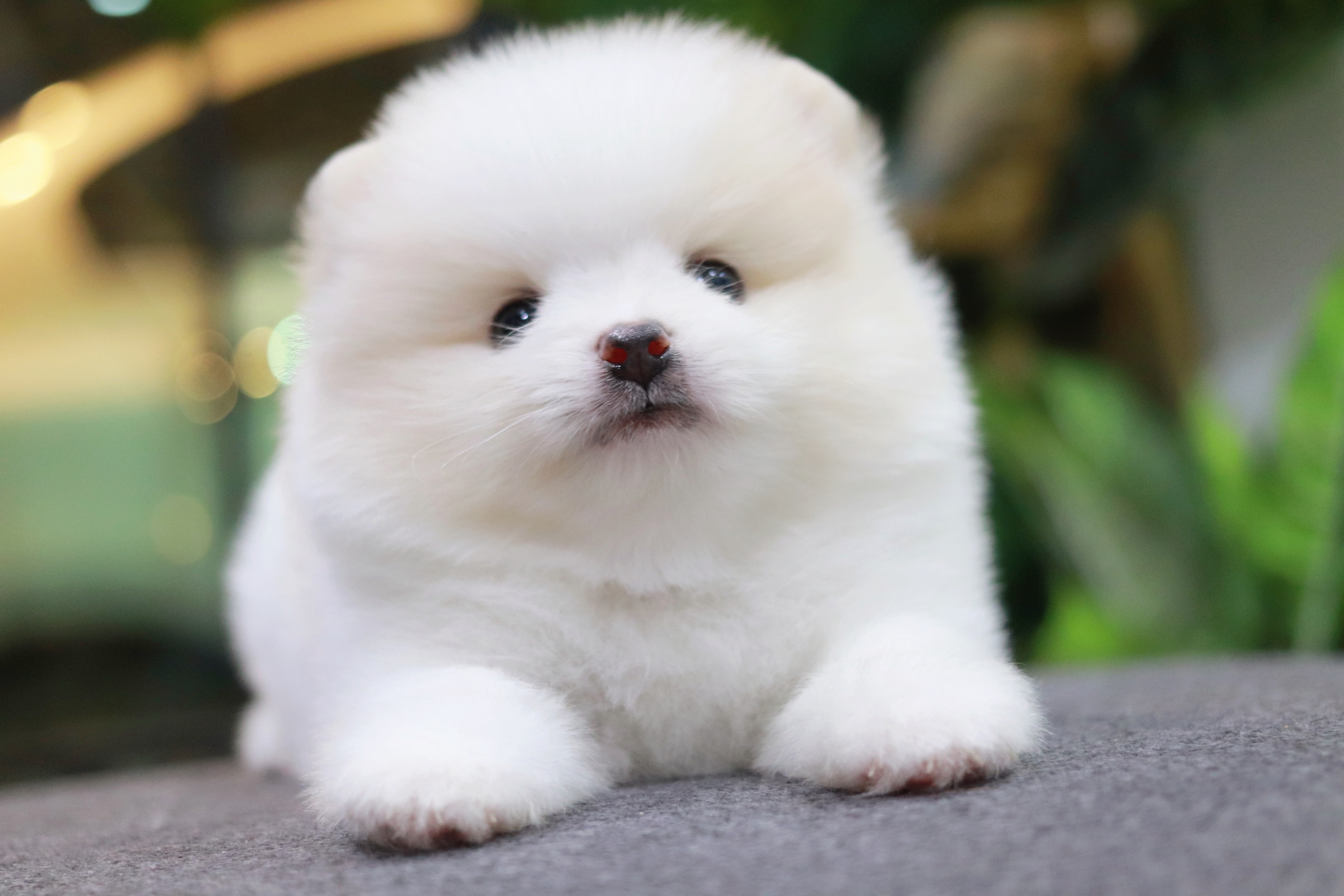 ปอมเมอเรเนียน เพศผู้