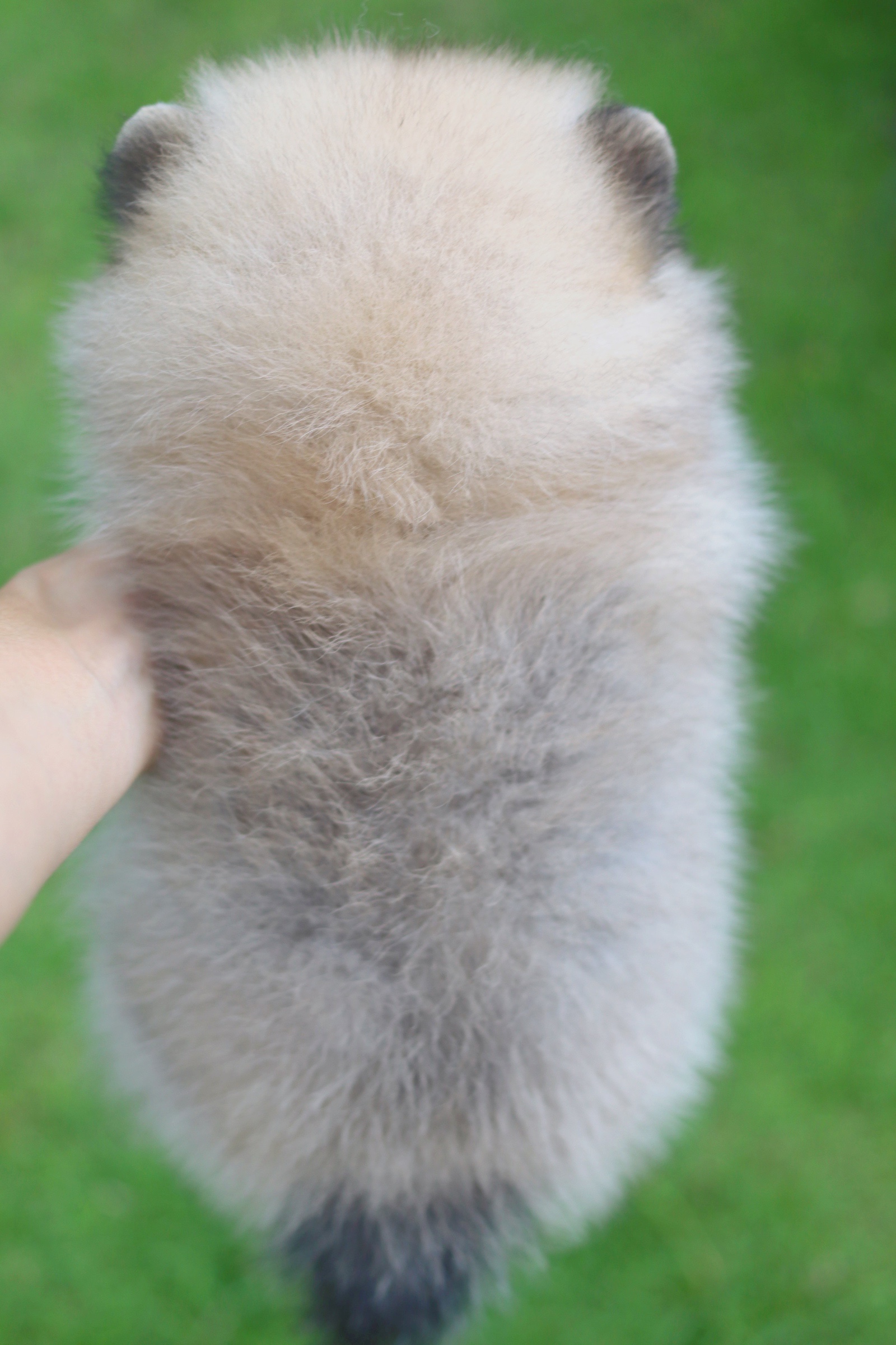 ปอมเมอเรเนียน เพศเมียสีส้ม