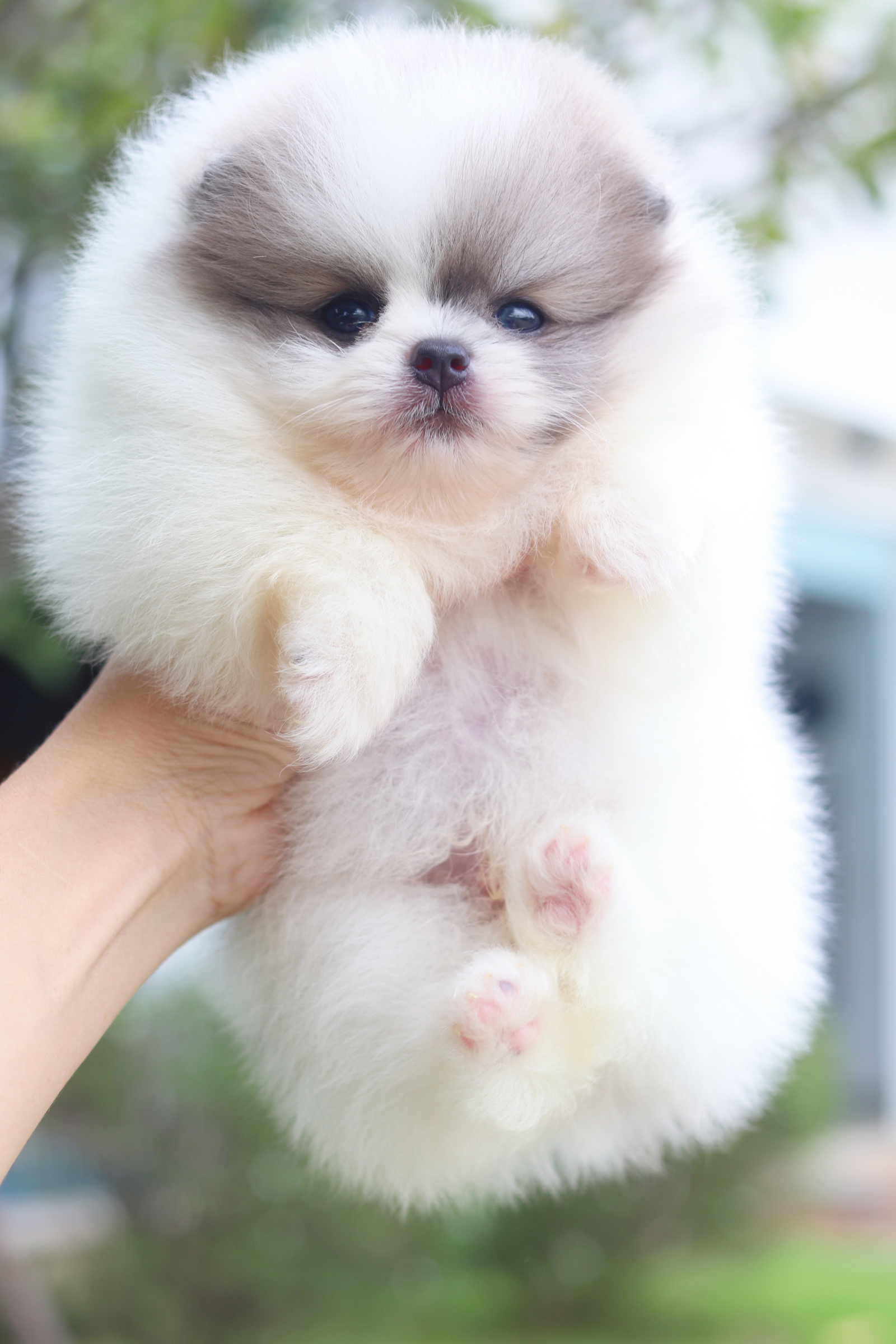 ปอมเมอเรเนียน เพศผู้สีแฟนซี