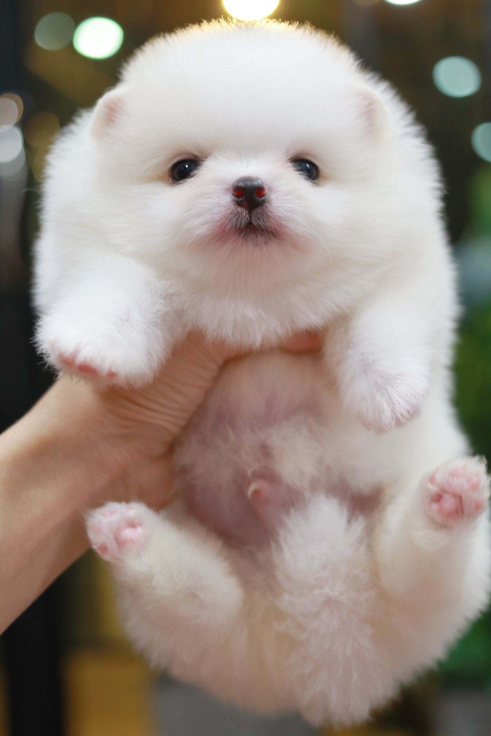 ปอมเมอเรเนียน เพศผู้