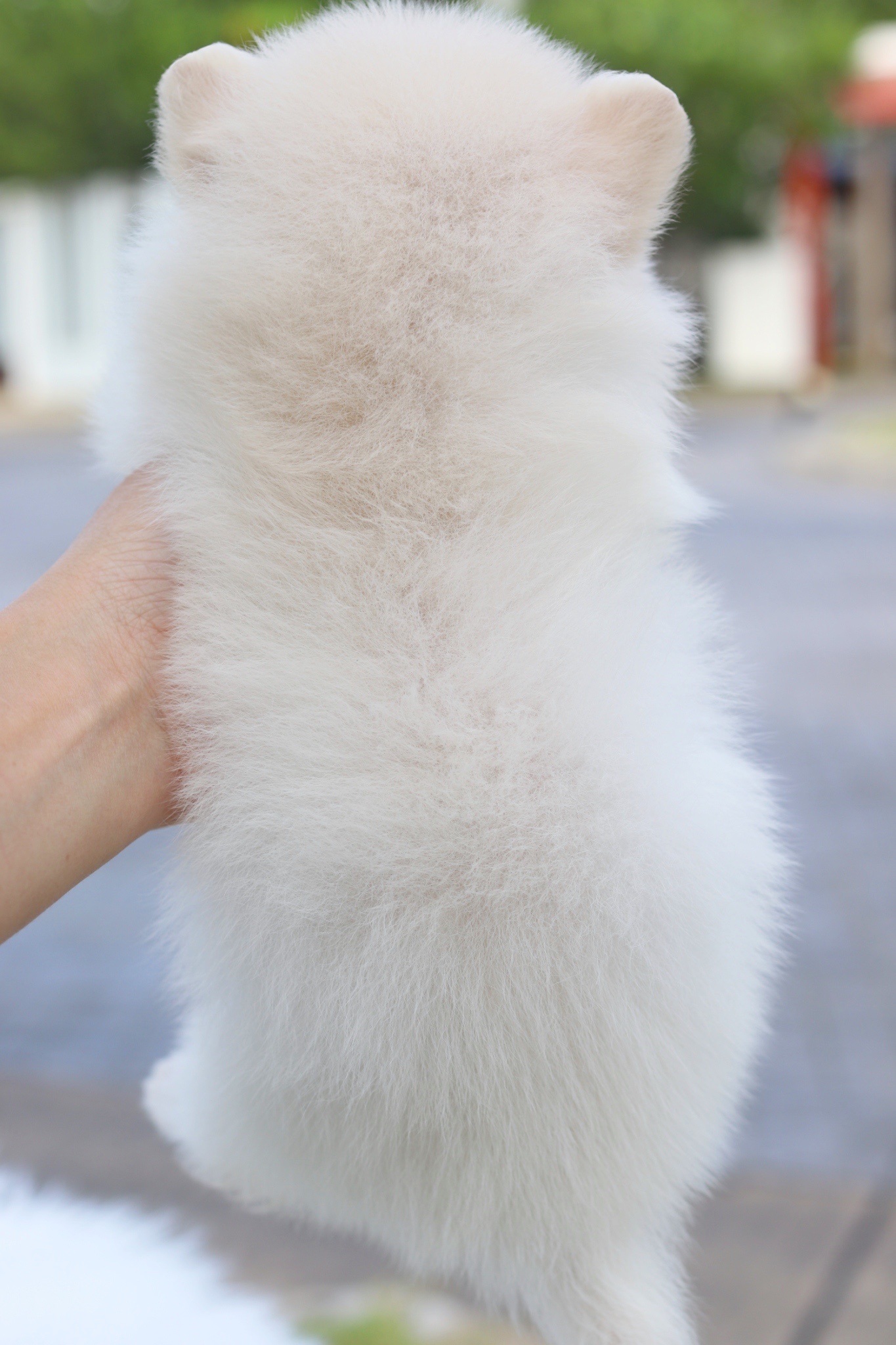 ปอมเมอเรเนียน เพศผู้สีครีม