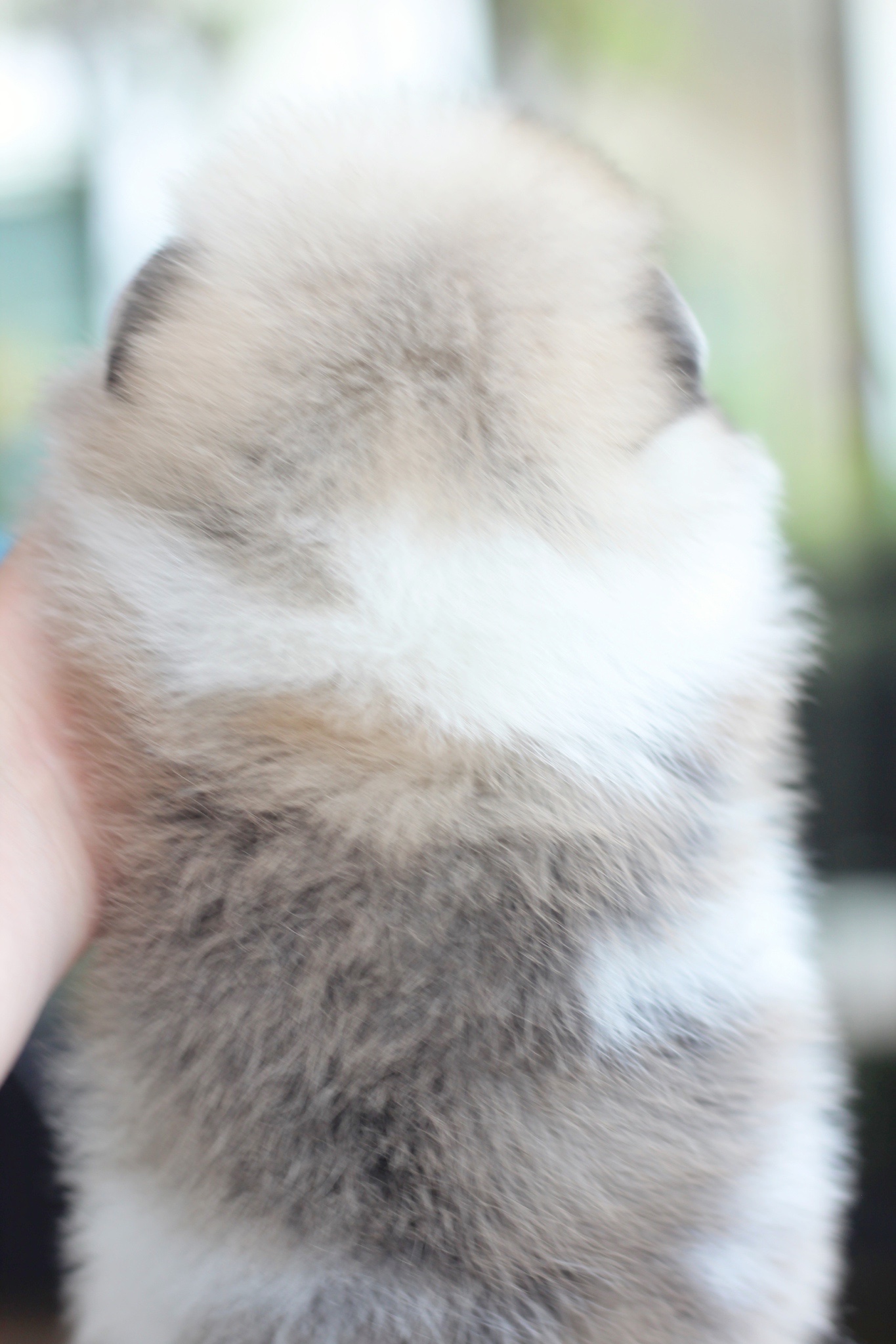 ปอมเมอเรเนียน เพศผู้ สีแฟนซี