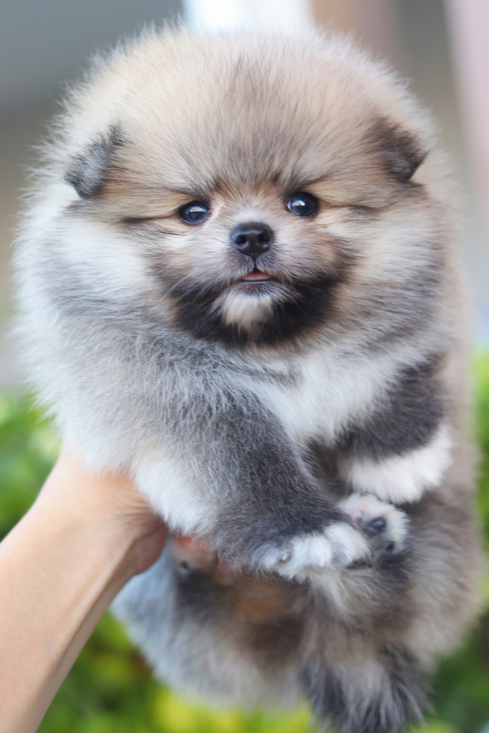 ปอมเมอเรเนียน เพศผู้สีส้ม