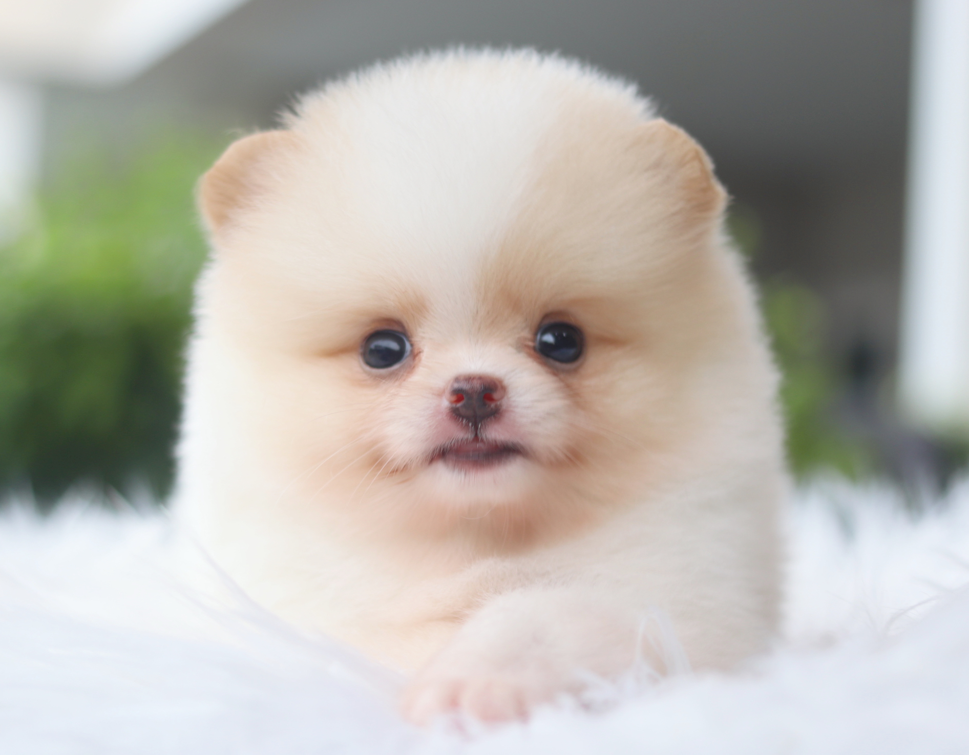 ปอมเมอเรเนียน เพศเมียสีครีม