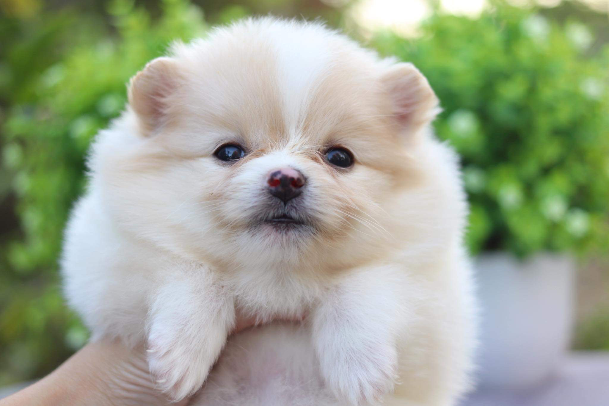 ปอมเมอเรเนียน เพศเมีย