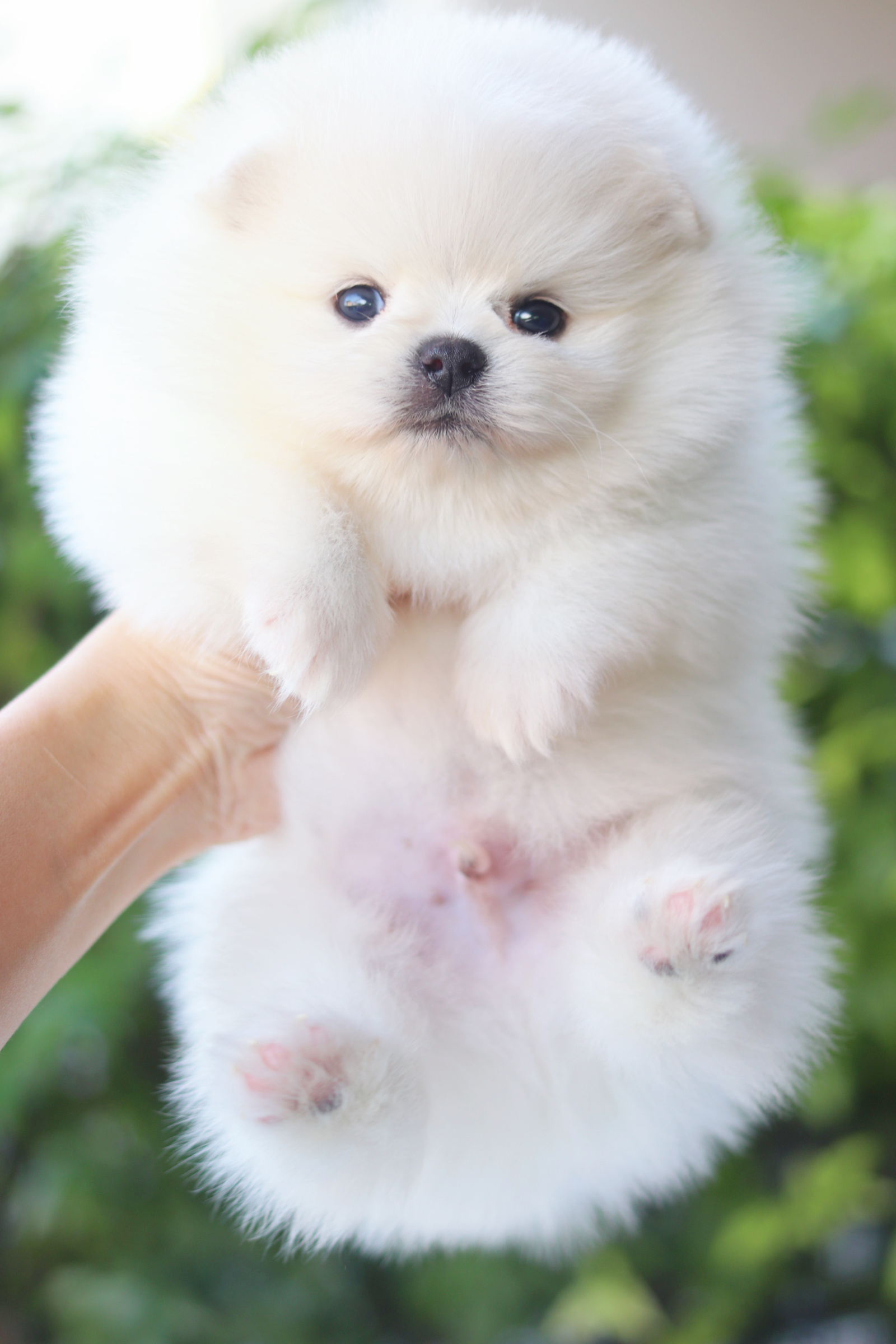 ปอมเมอเรเนียน เพศผู้สีขาวครีม