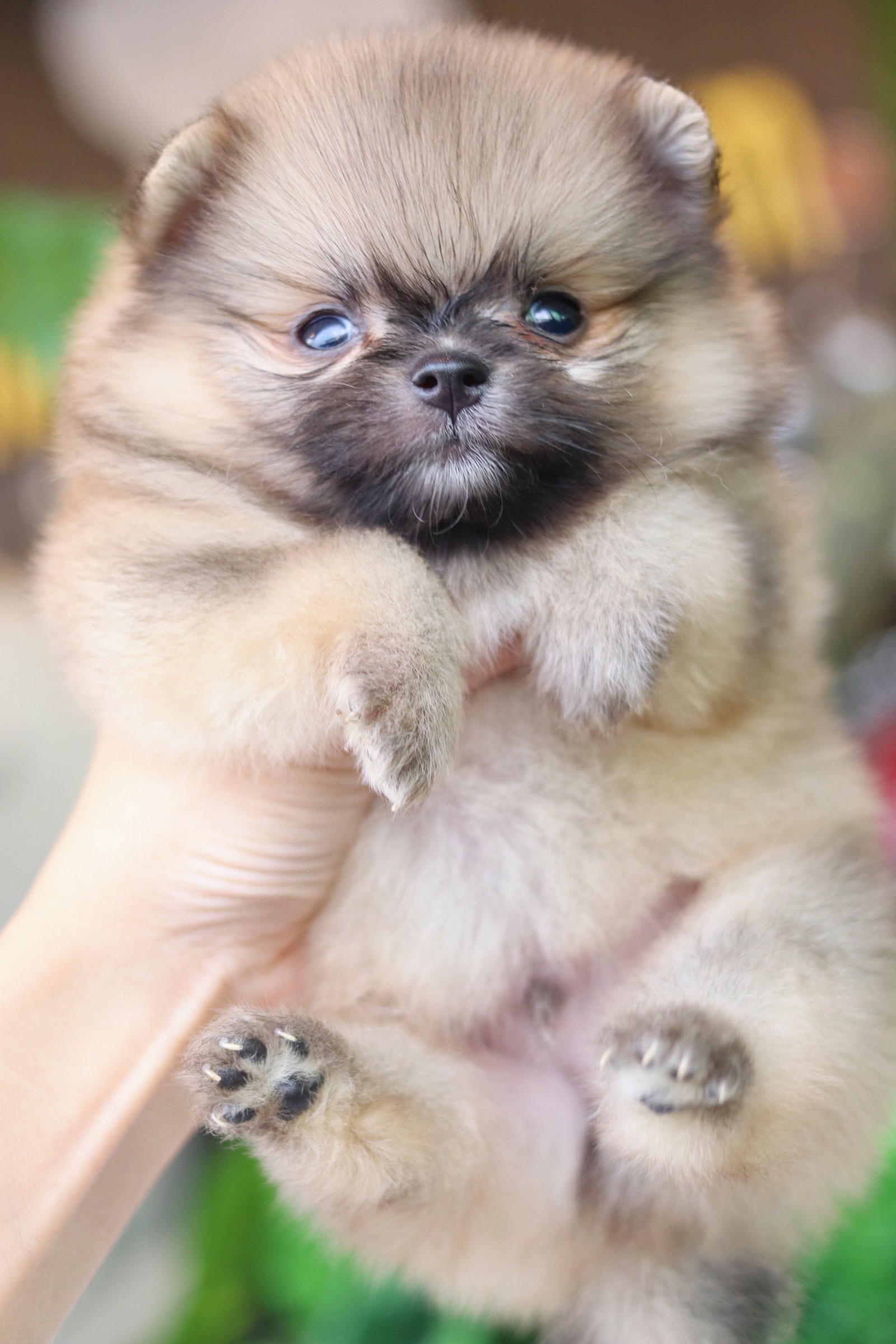 ปอมเมอเรเนียน เพศผู้ สีส้ม