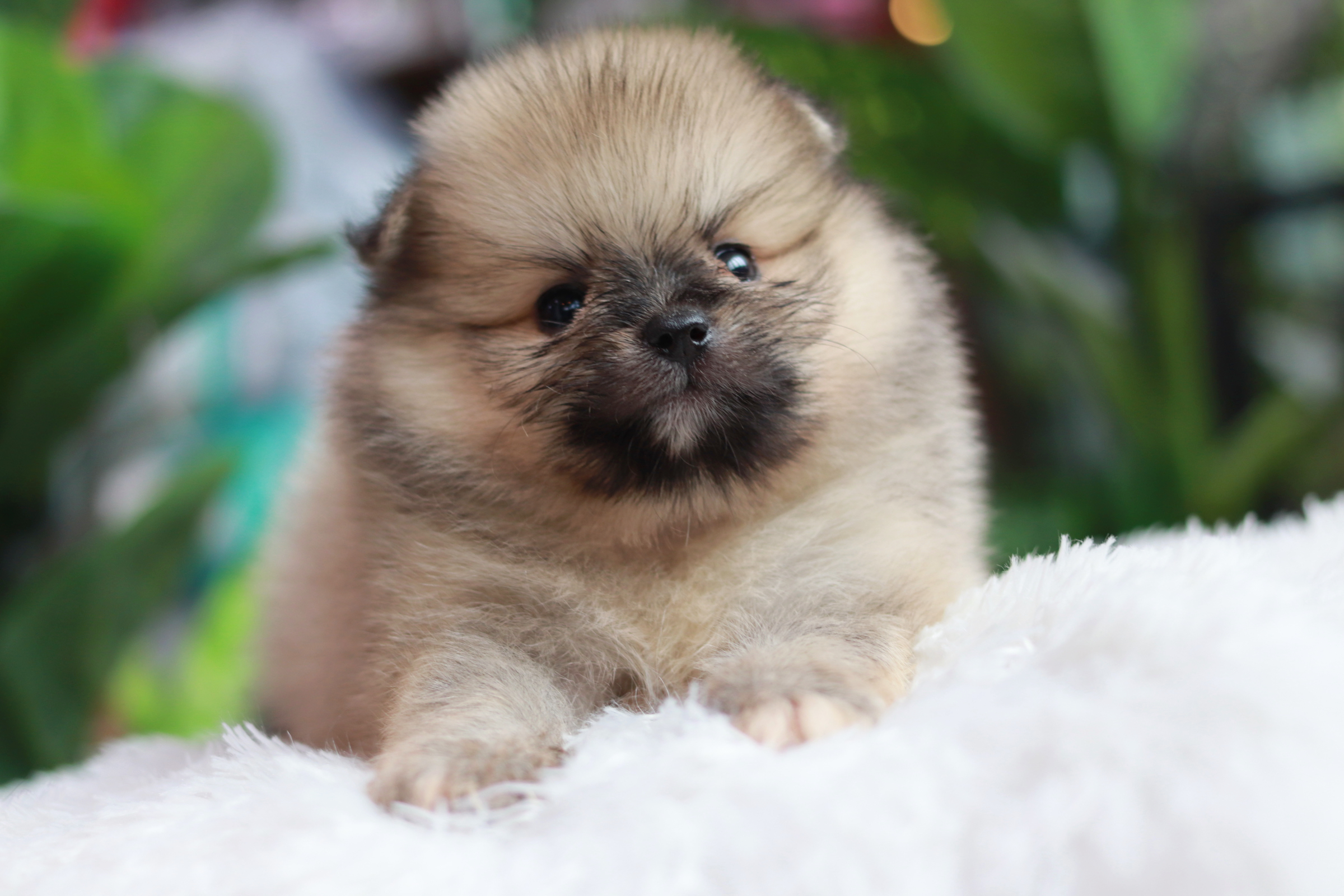 ปอมเมอเรเนียน เพศผู้ สีส้ม