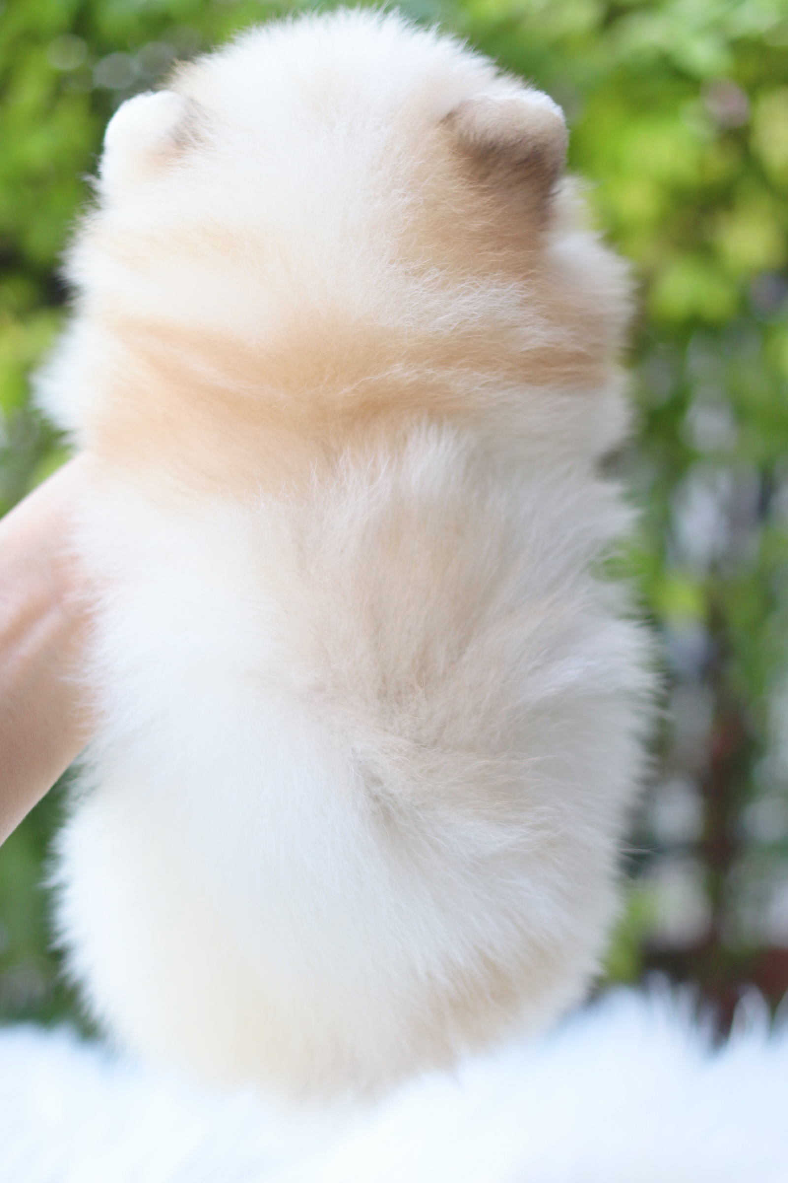 ปอมเมอเรเนียน เพศผู้ สีแฟนซี