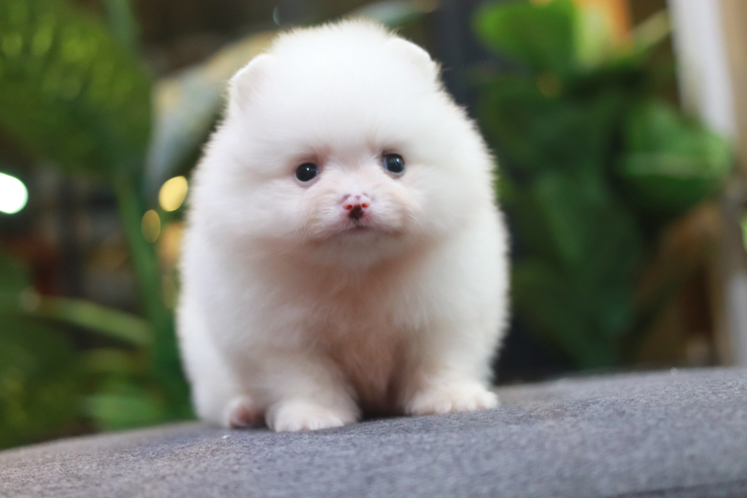 ปอมเมอเรเนียน เพศผู้ขาวสำลี