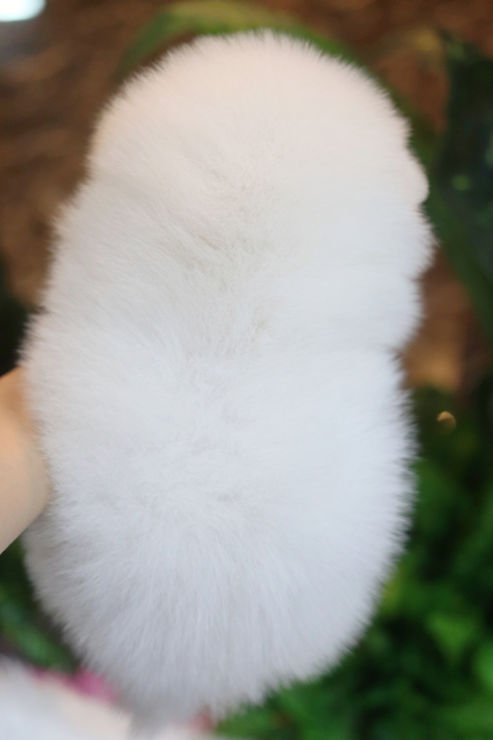 ปอมเมอเรเนียน เพศผู้ สีขาวครีม