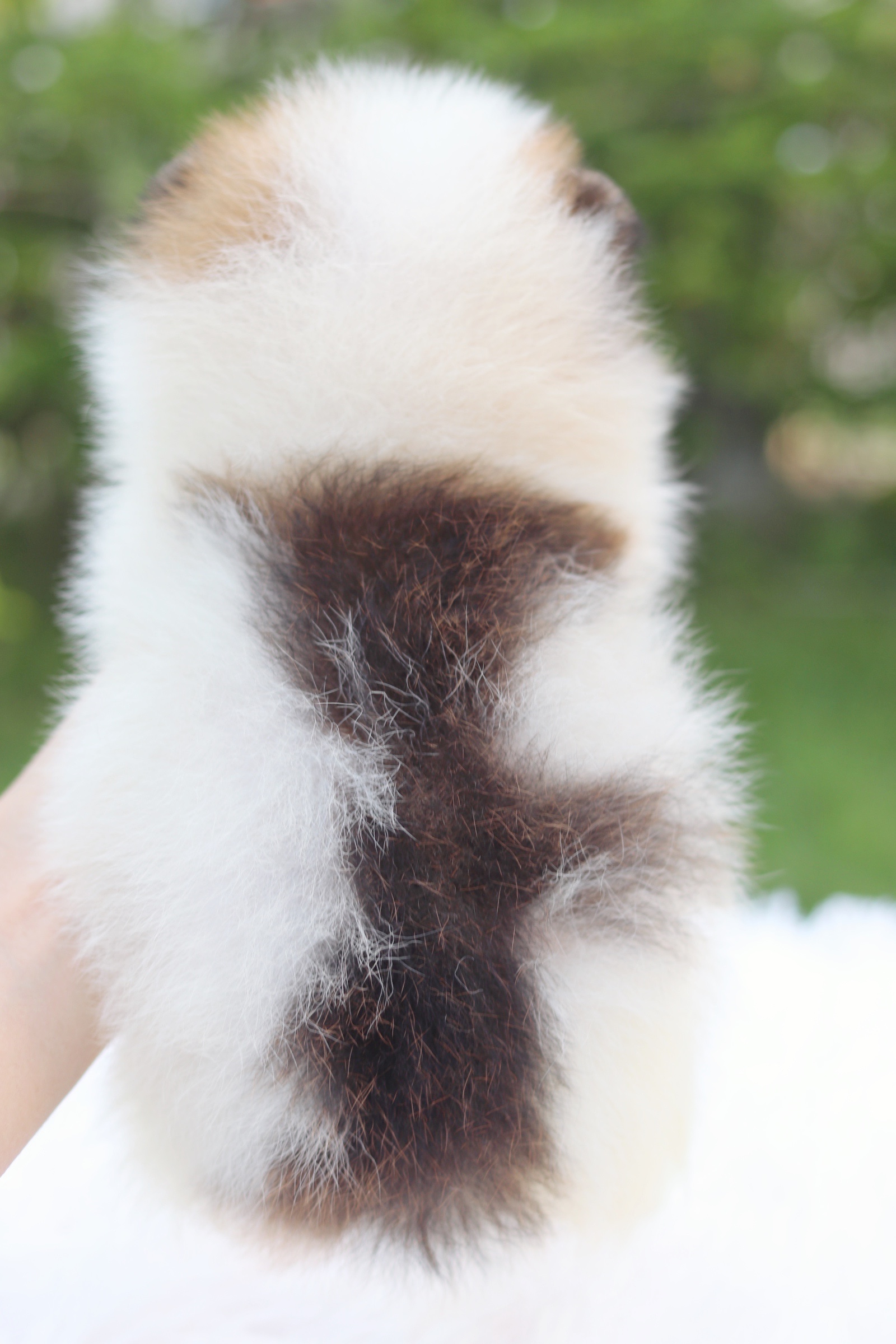 ปอมเมอเรเนียน เพศผู้แฟนซี