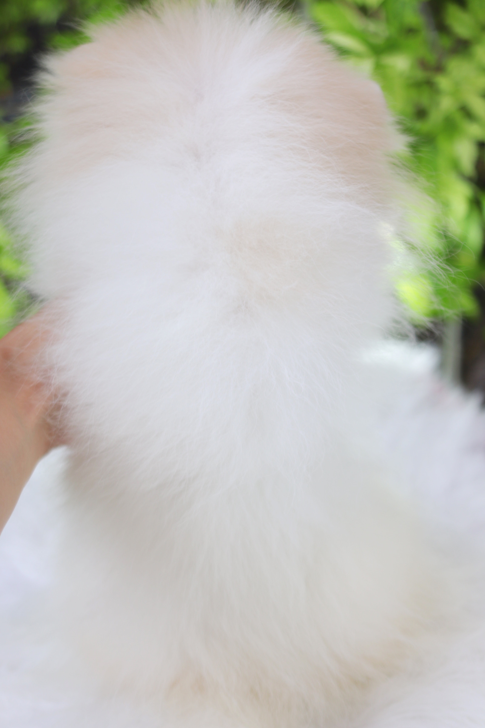 ปอมเมอเรเนียน เพศเมียสีครีม