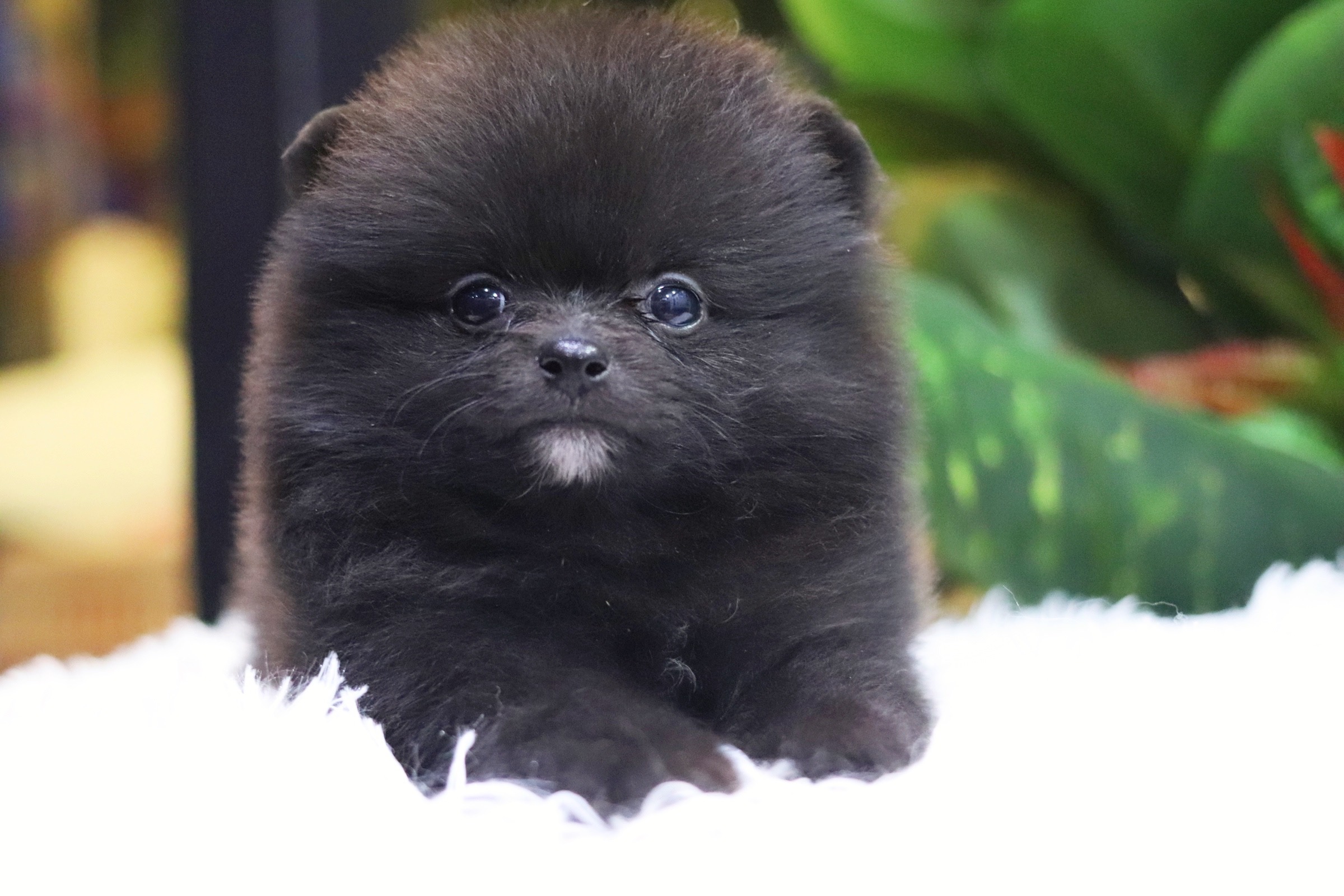 ปอมเมอเรเนียน เพศเมียสีดำ