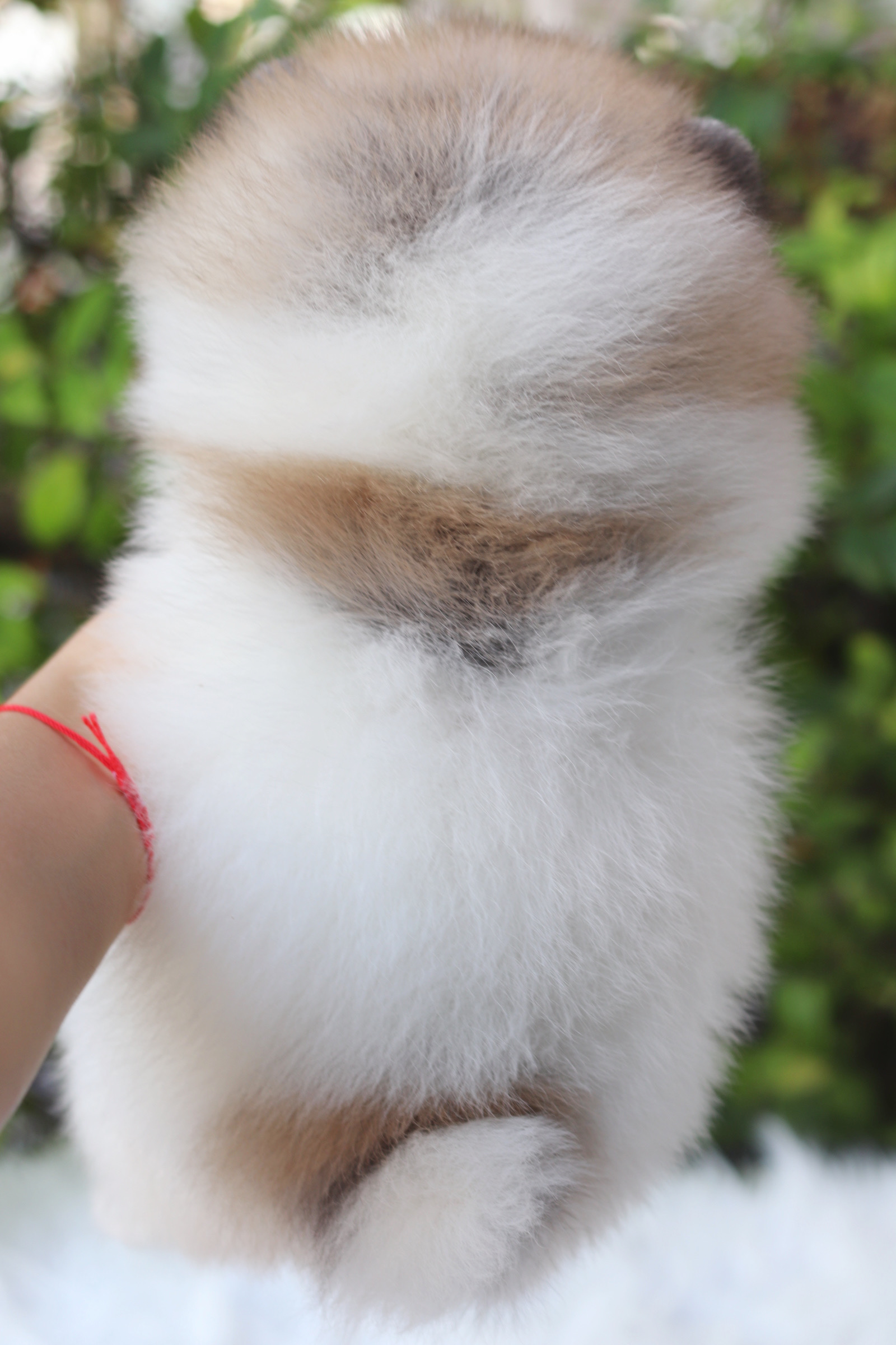 ปอมเมอเรเนียน เพศผู้สีแฟนซีเกรดโชว์