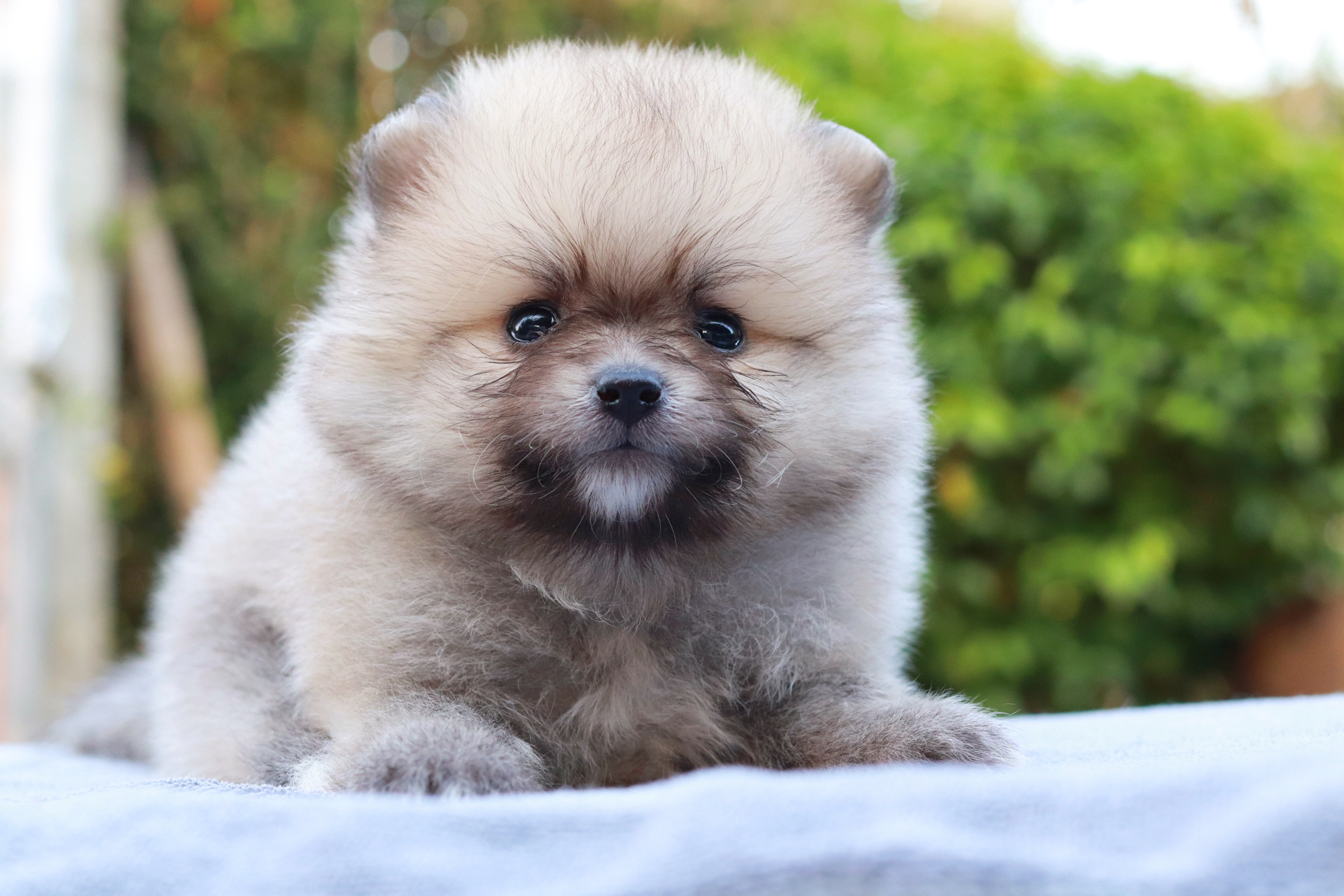 ปอมเมอเรเนียน เพศผู้